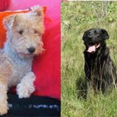 A Sad Farewell to Archie and Black Dog