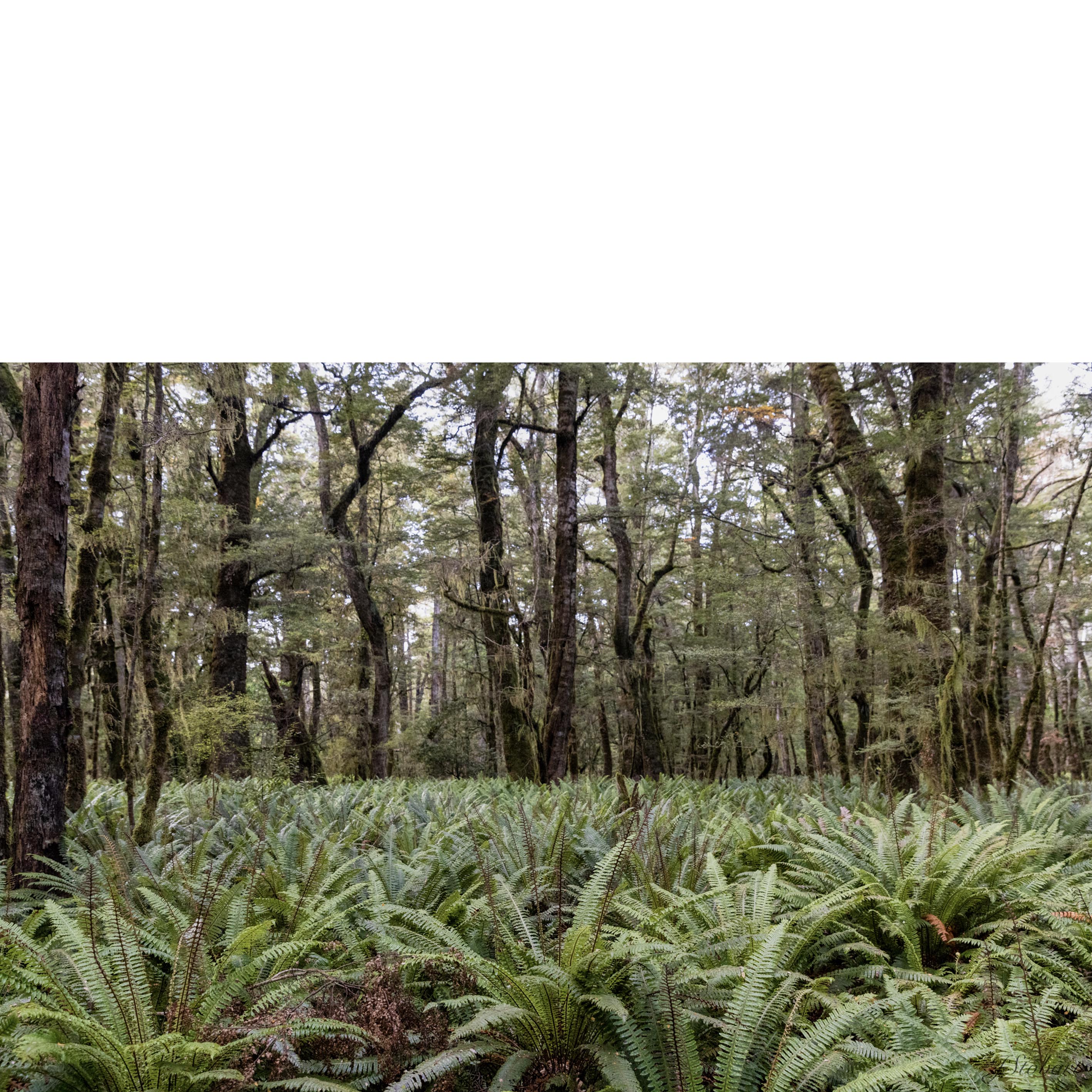 Fern Forest