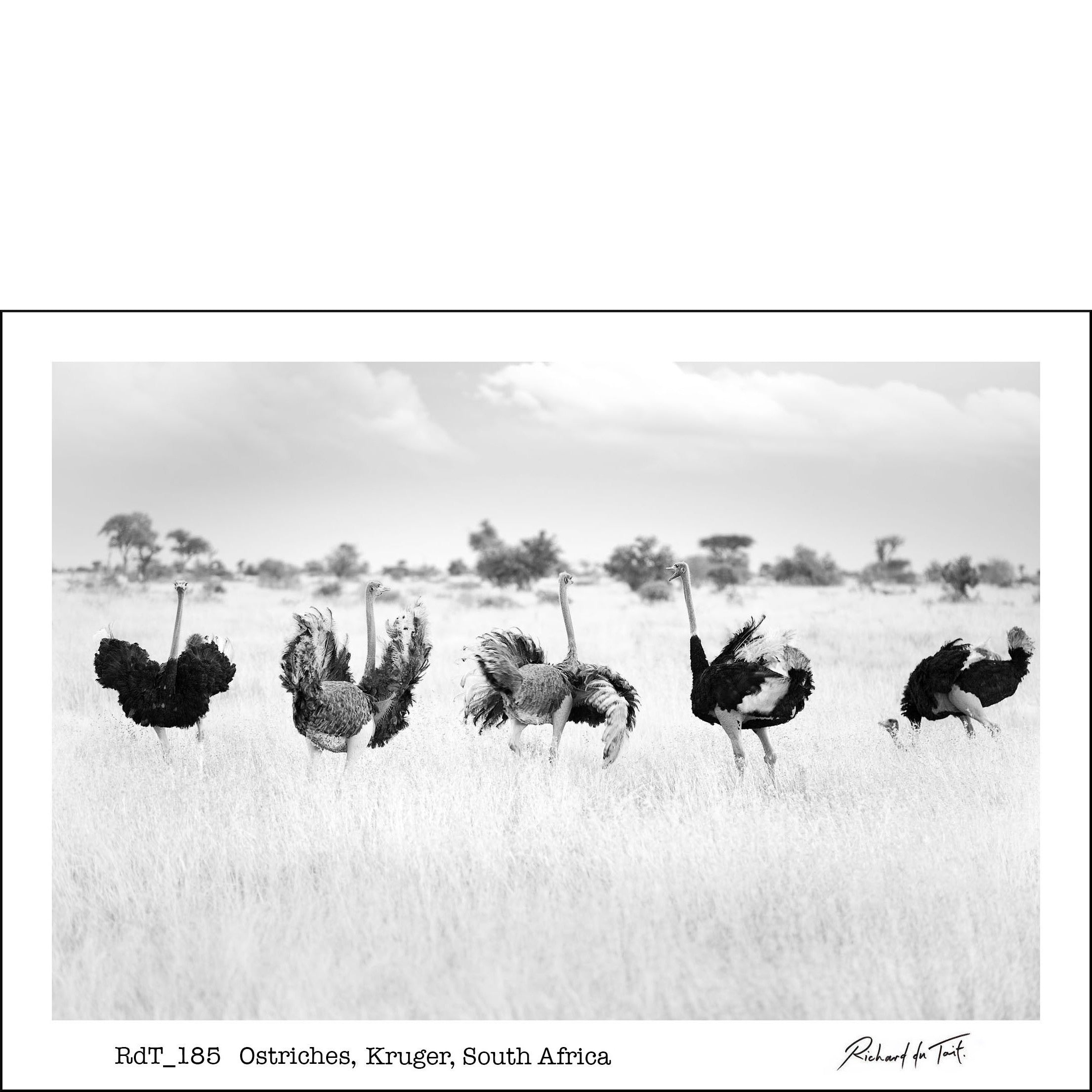 Ostriches, Kruger, South Africa