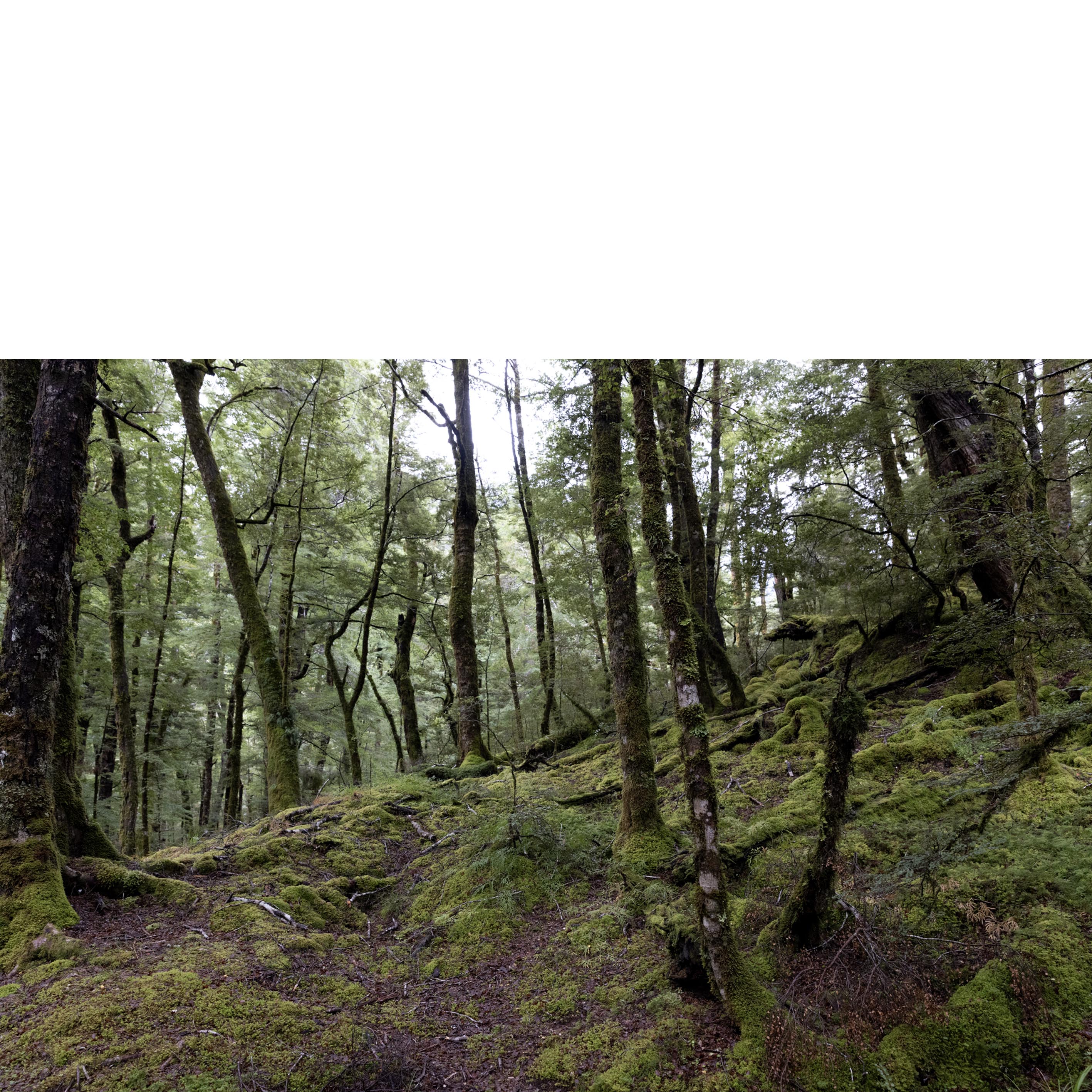 Routeburn Forest