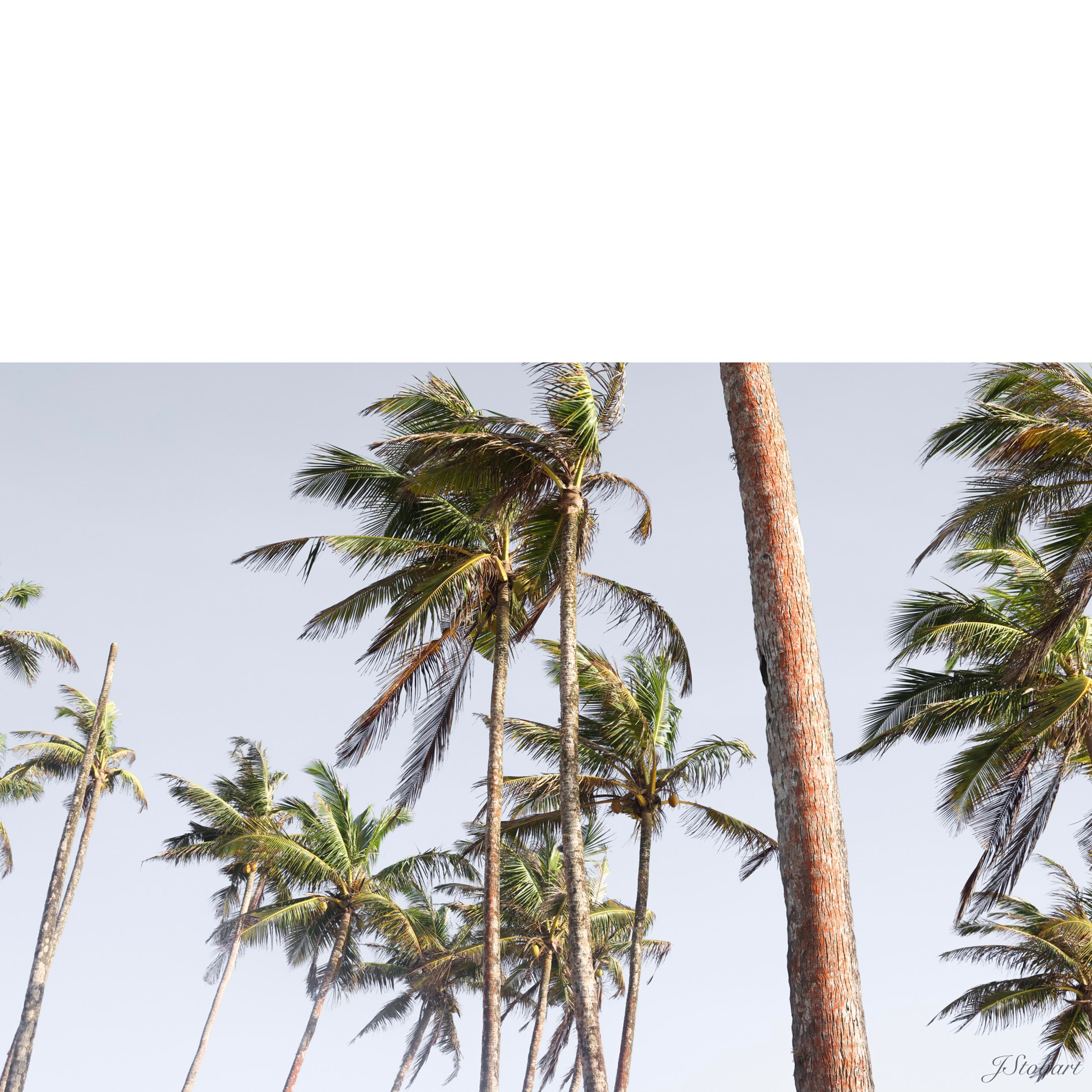 Trade Winds