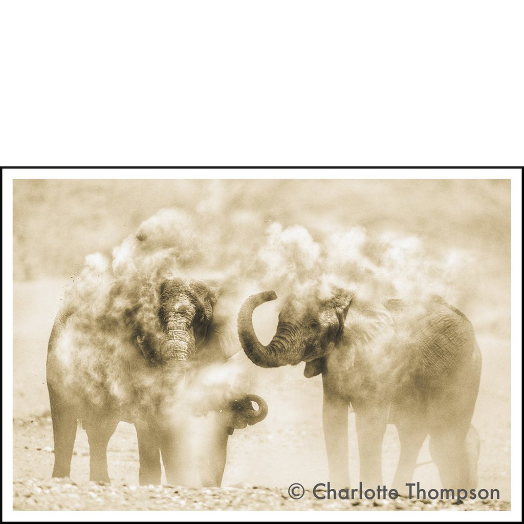 Dusty Elephants