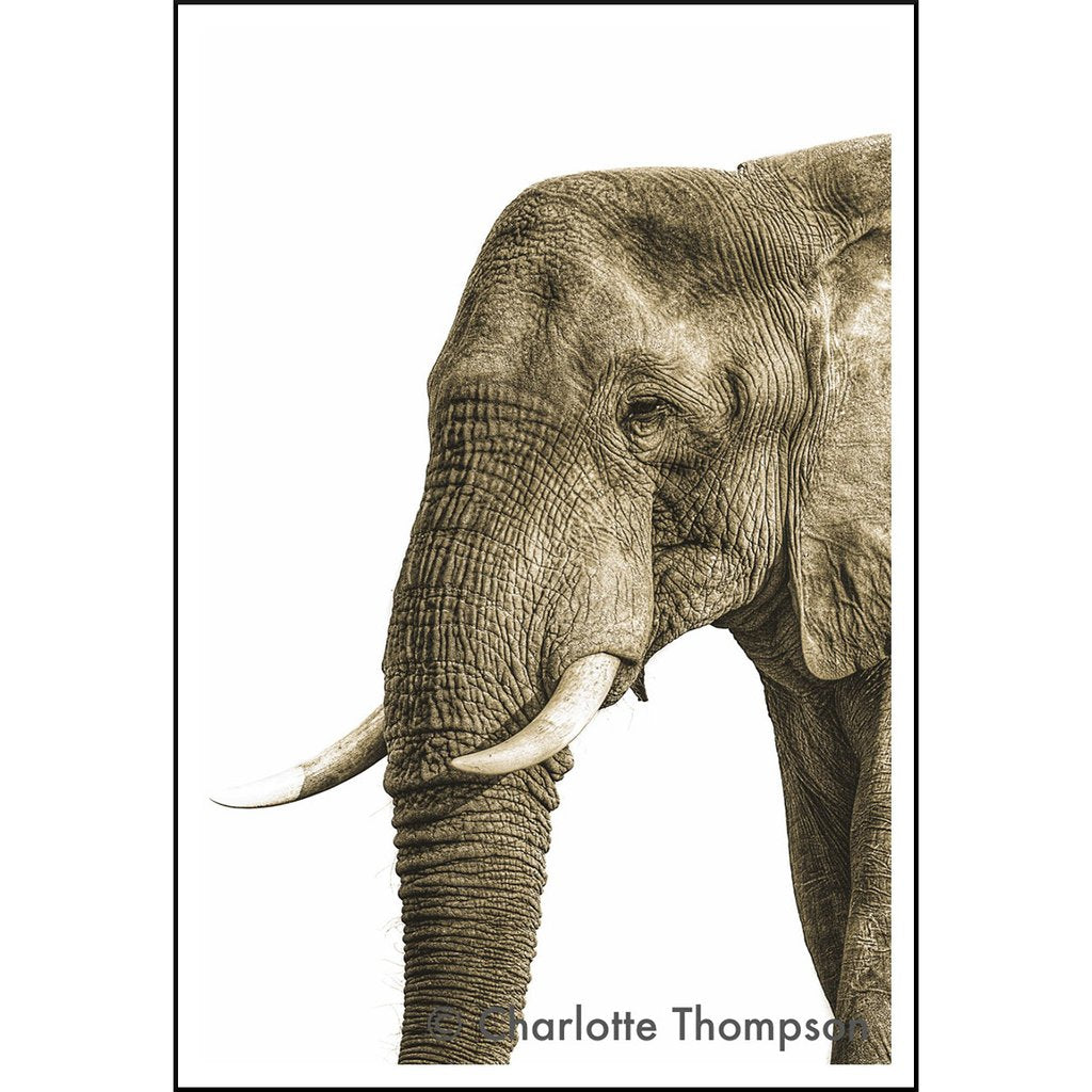 Elephant Bull