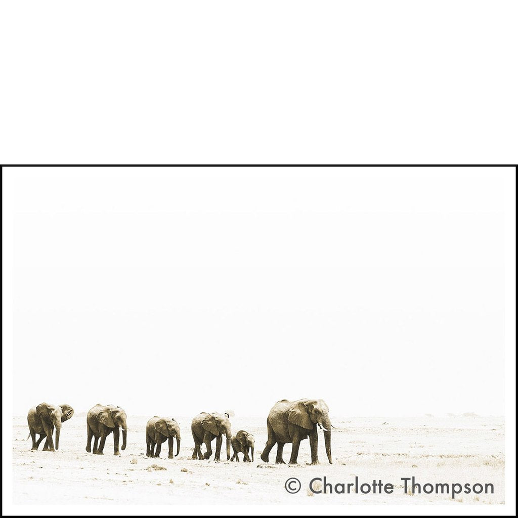 Elephant Family