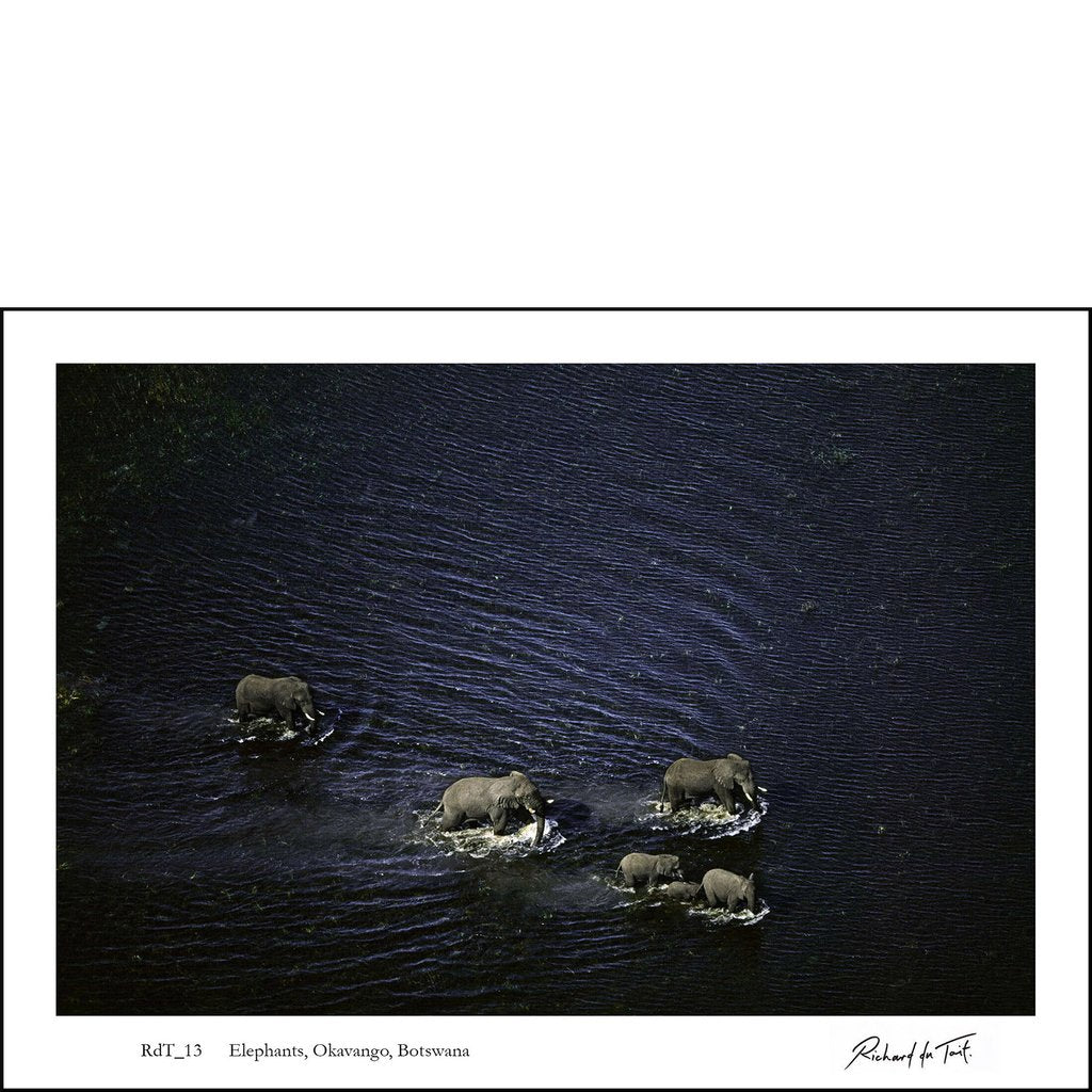 Elephants in Water