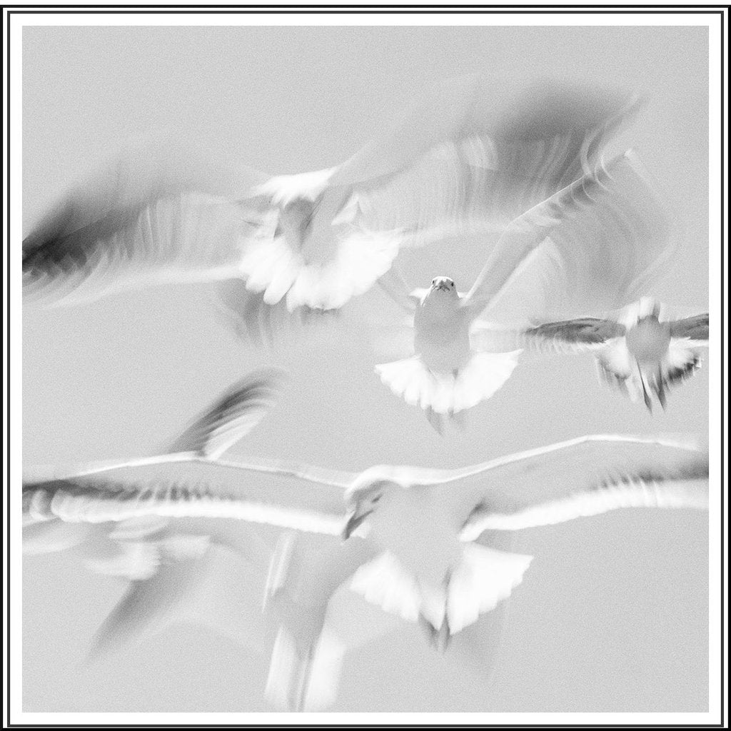 Gull Flight