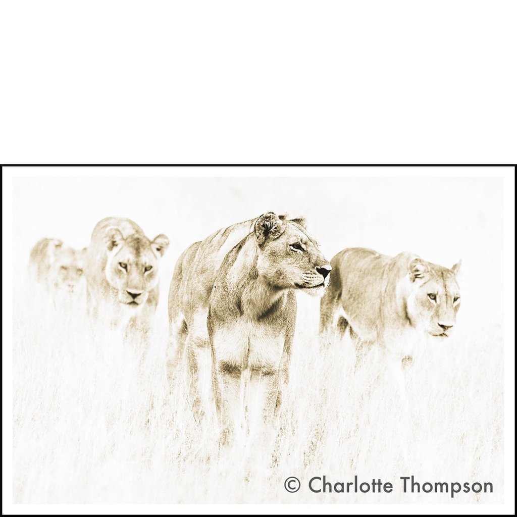 Lionesses