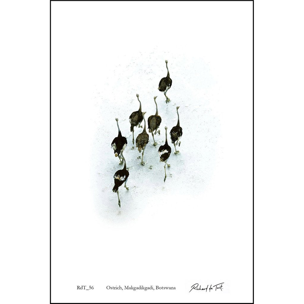 Ostriches - Black and White