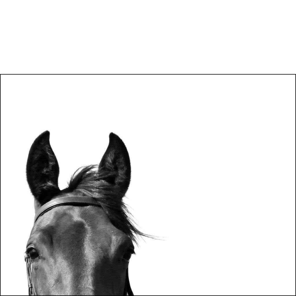 Sophie's Horse