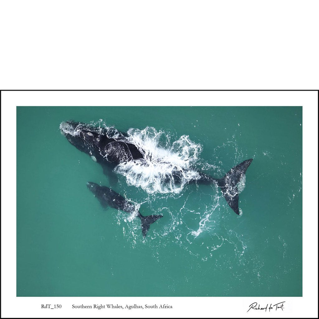 Southern Right Whales