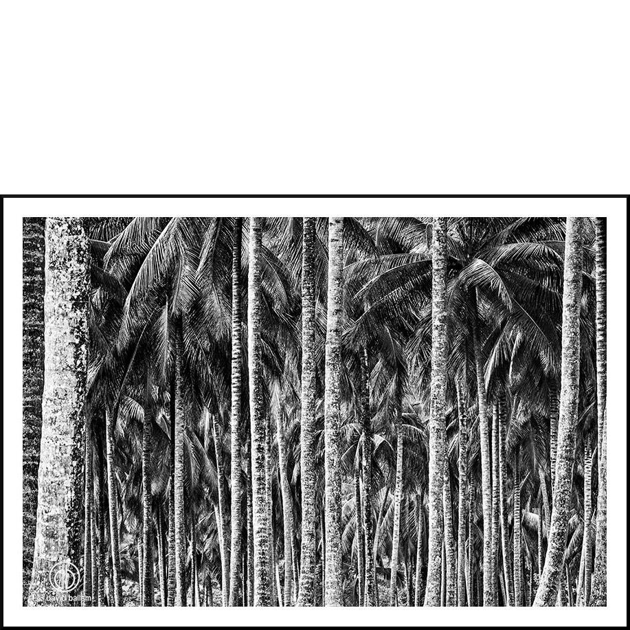 Palm Groves