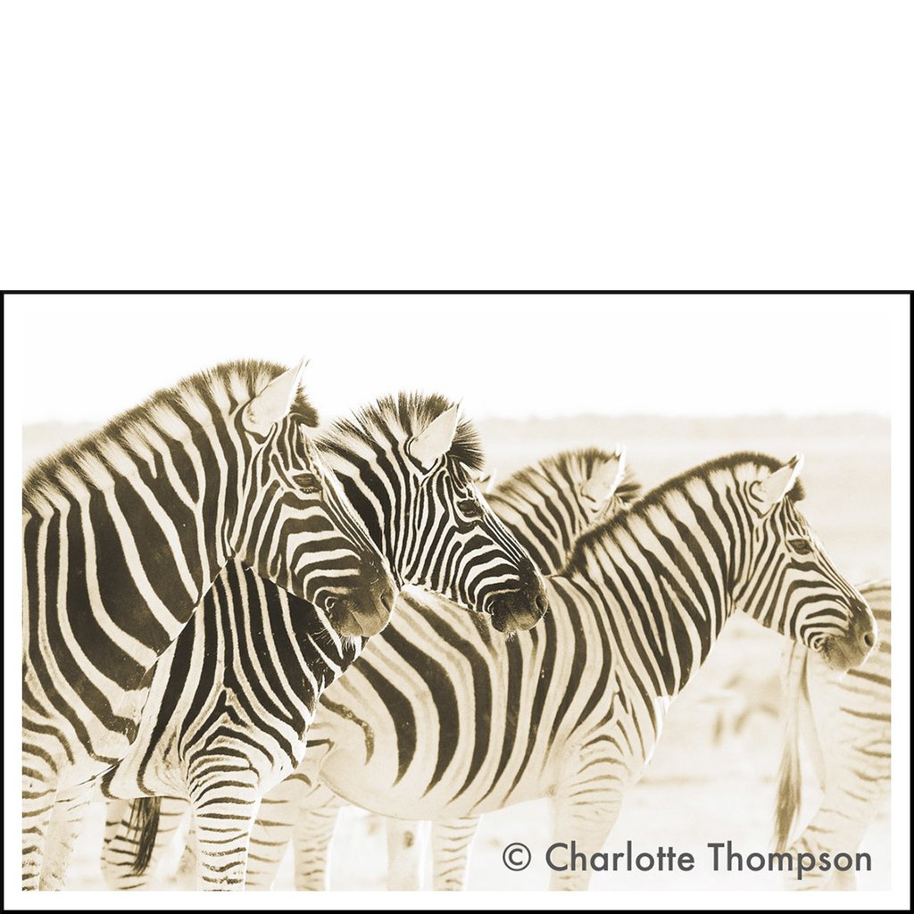 Zebra Heads