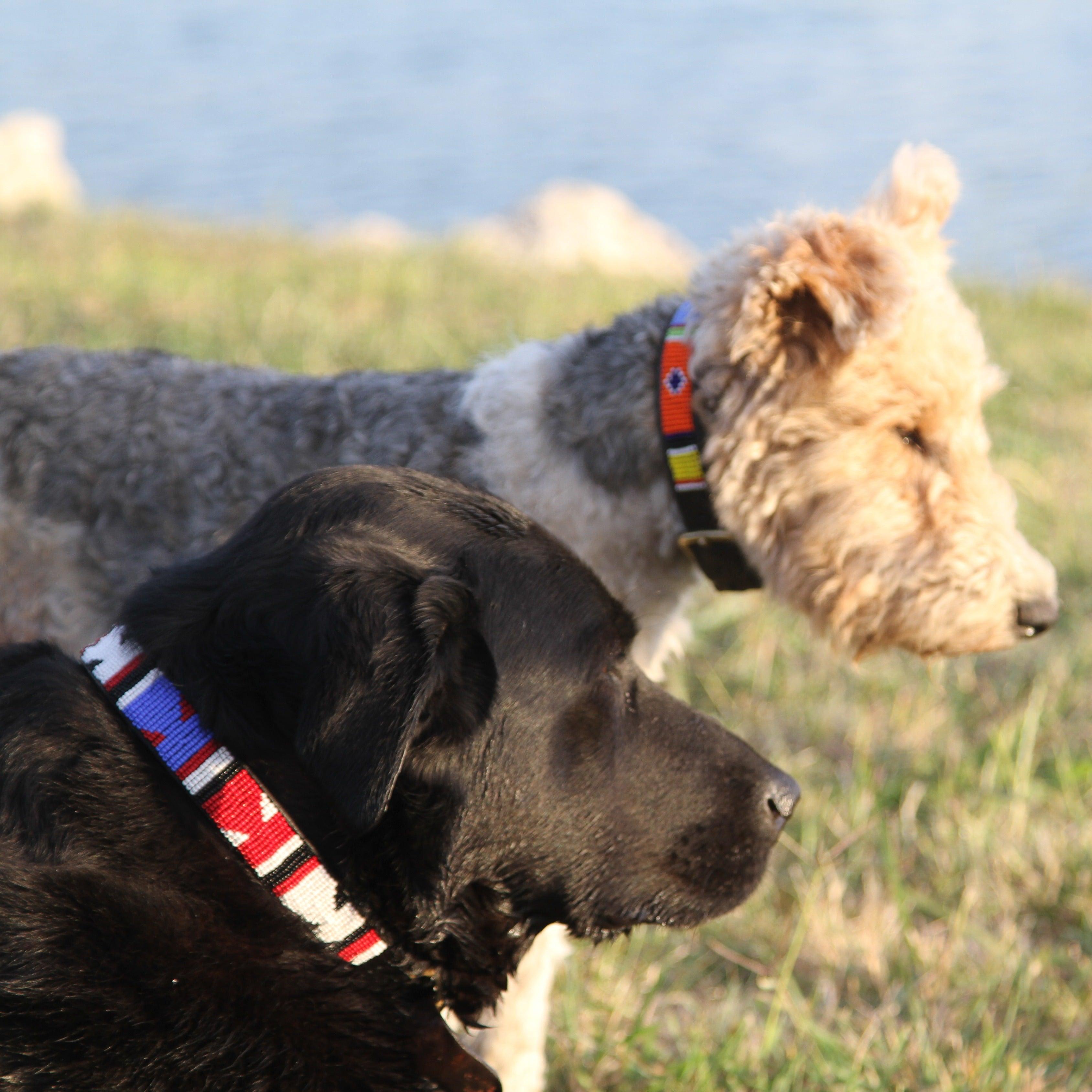 Kenyan Beaded Dog Collar