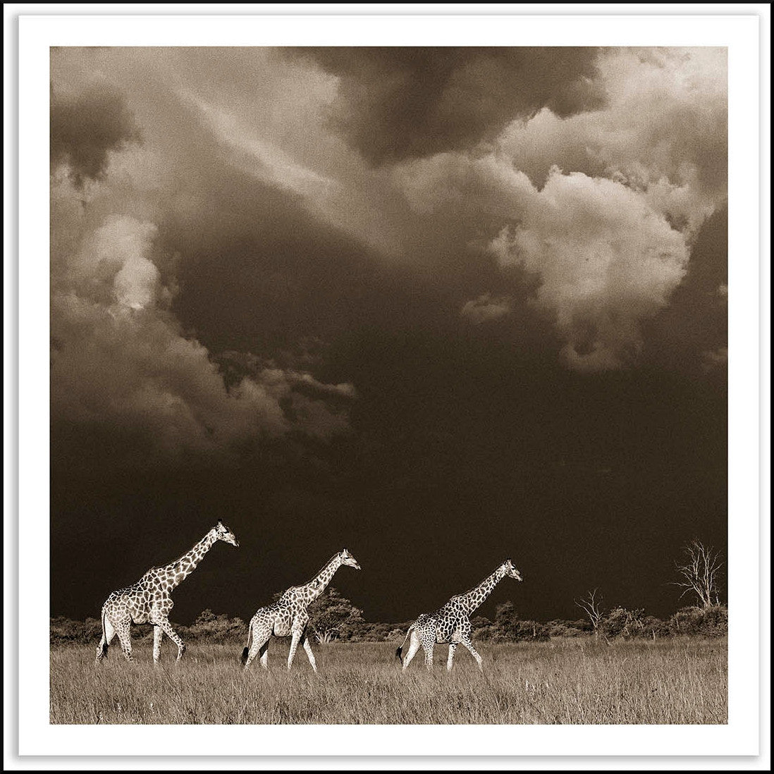 Giraffes - The Elegy Collection