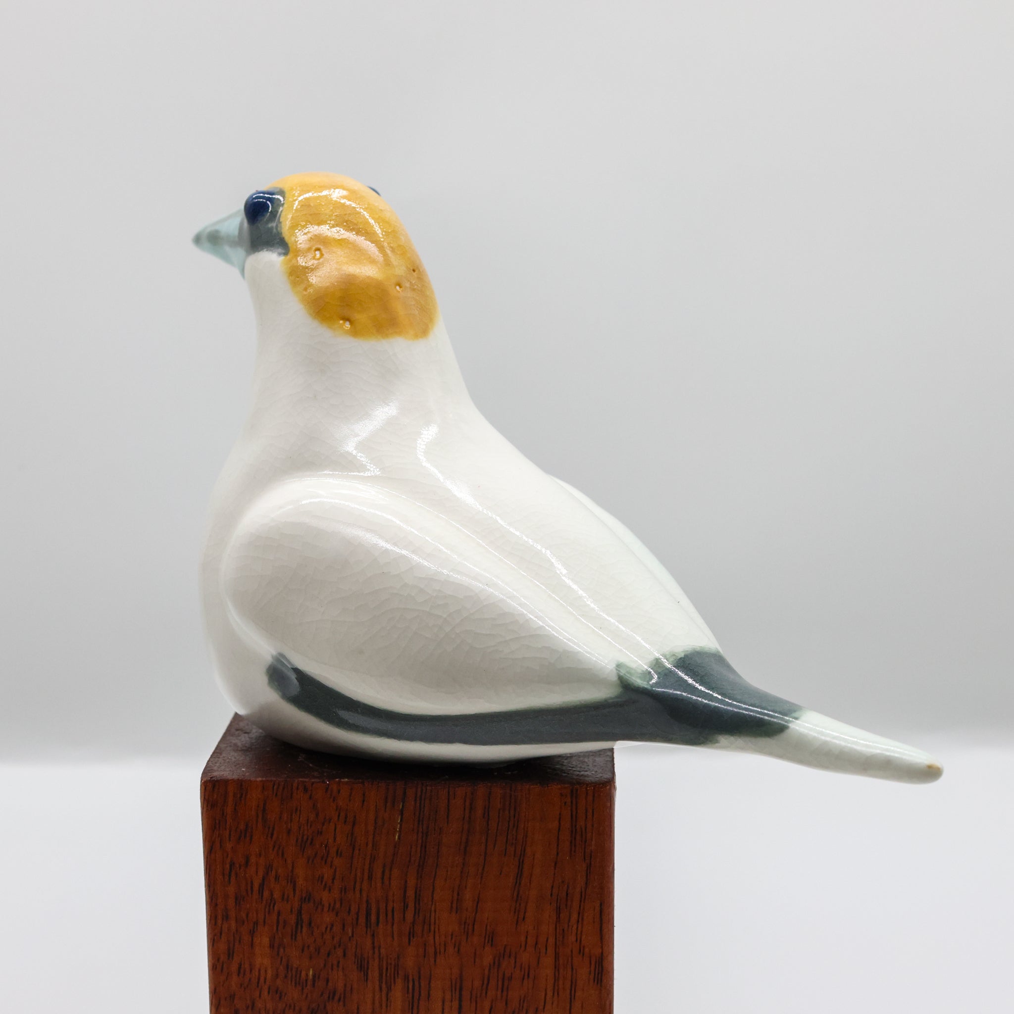 Tākapu | Australasian Gannet