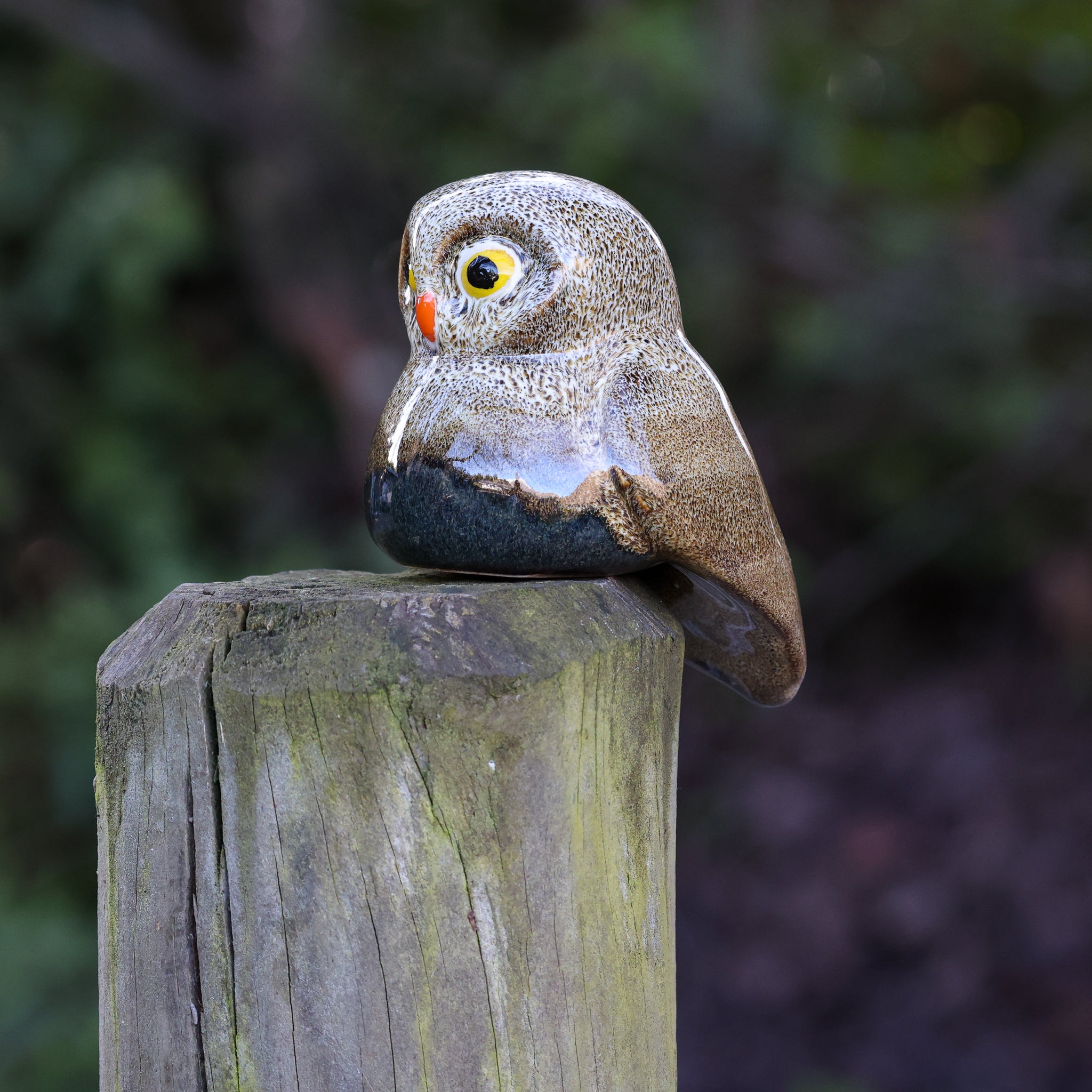 Ruru | Morepork