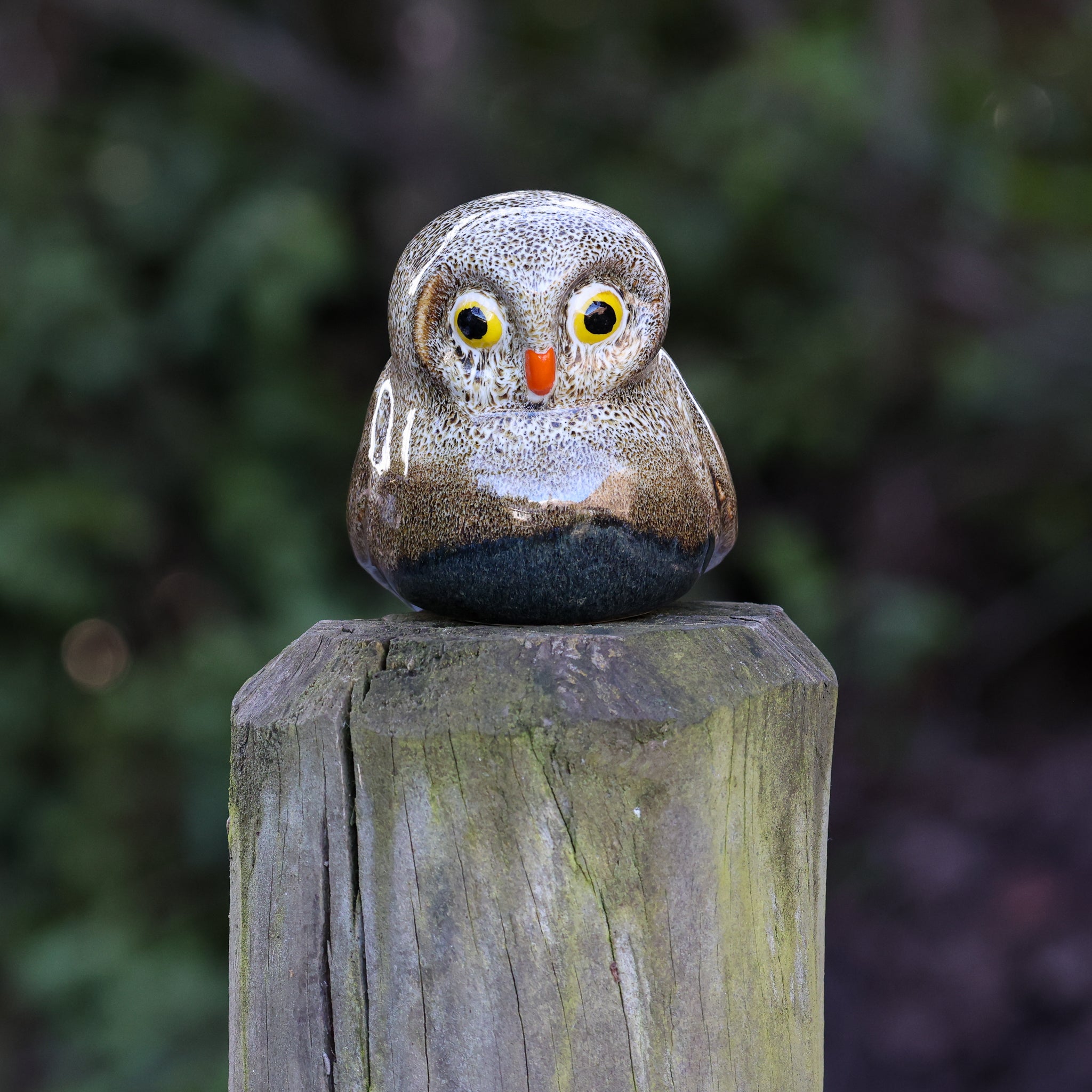 Ruru | Morepork
