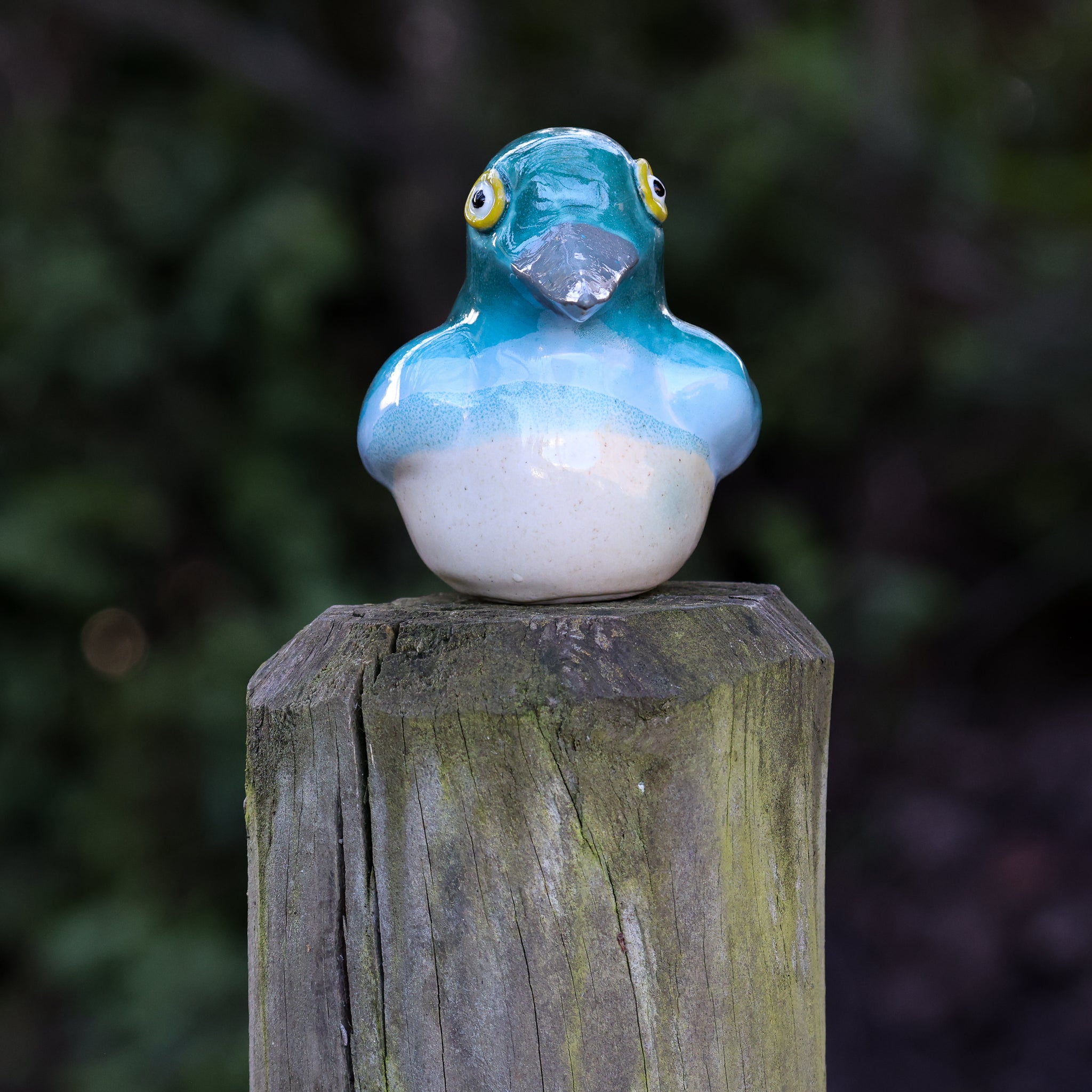Kōtare | Kingfisher