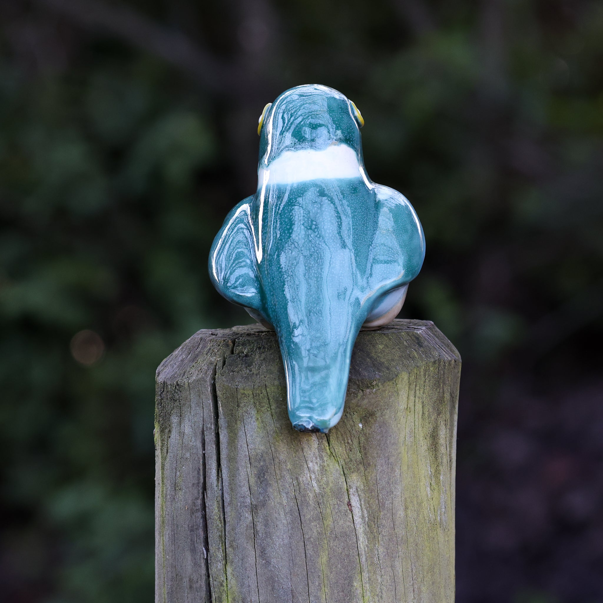Kōtare | Kingfisher