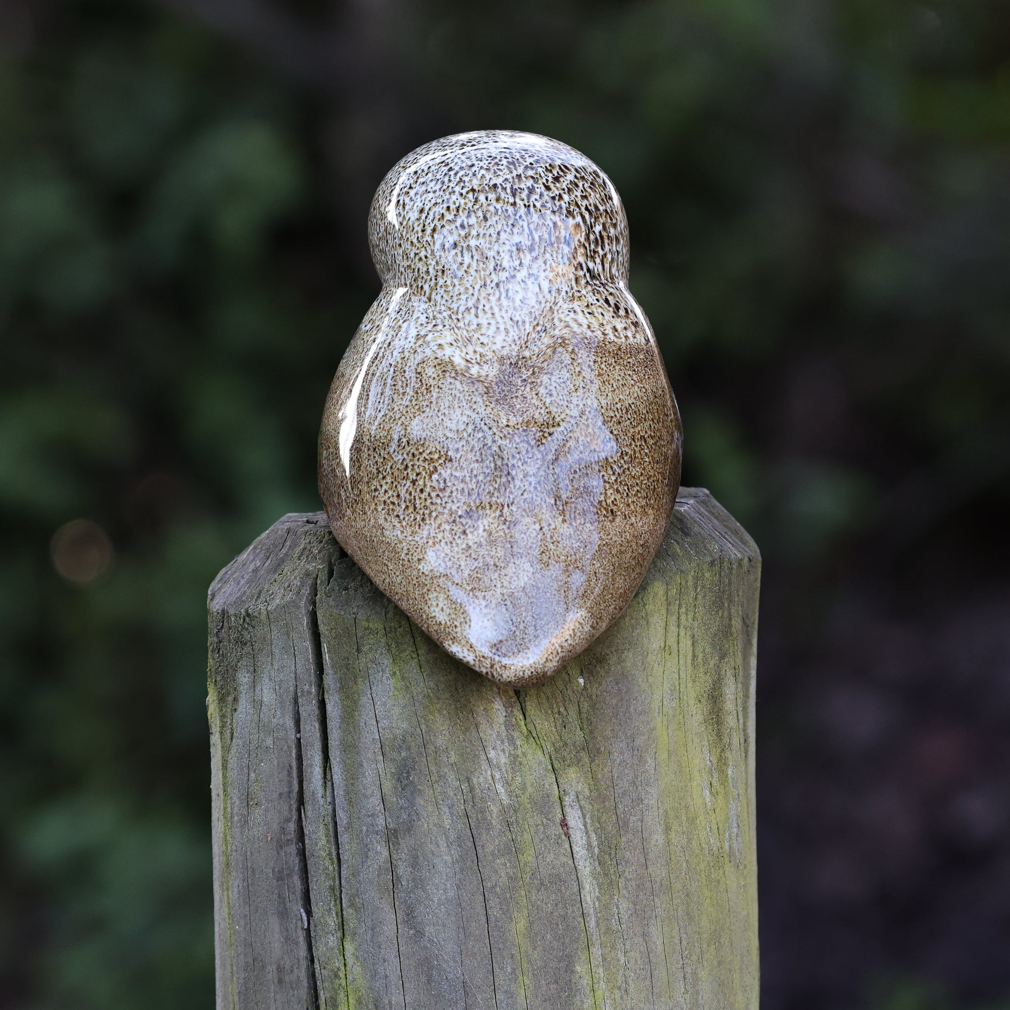 Ruru | Morepork