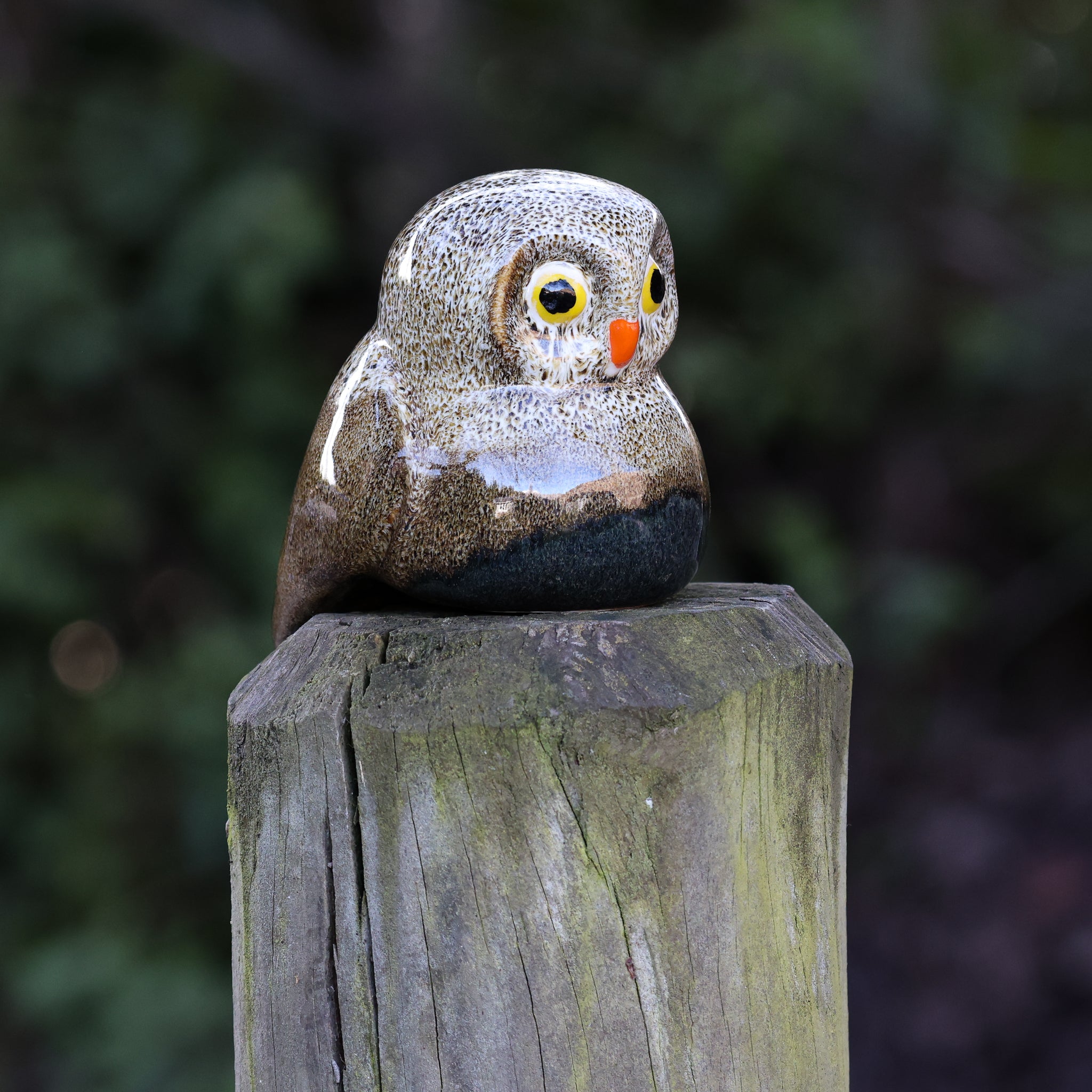Ruru | Morepork