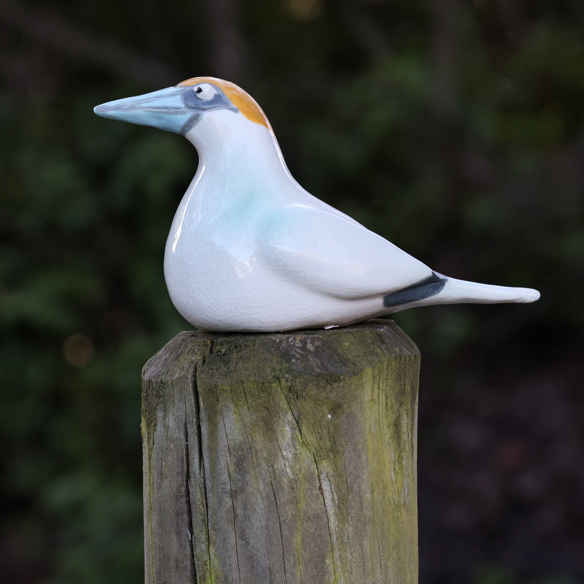 Tākapu | Australasian Gannet