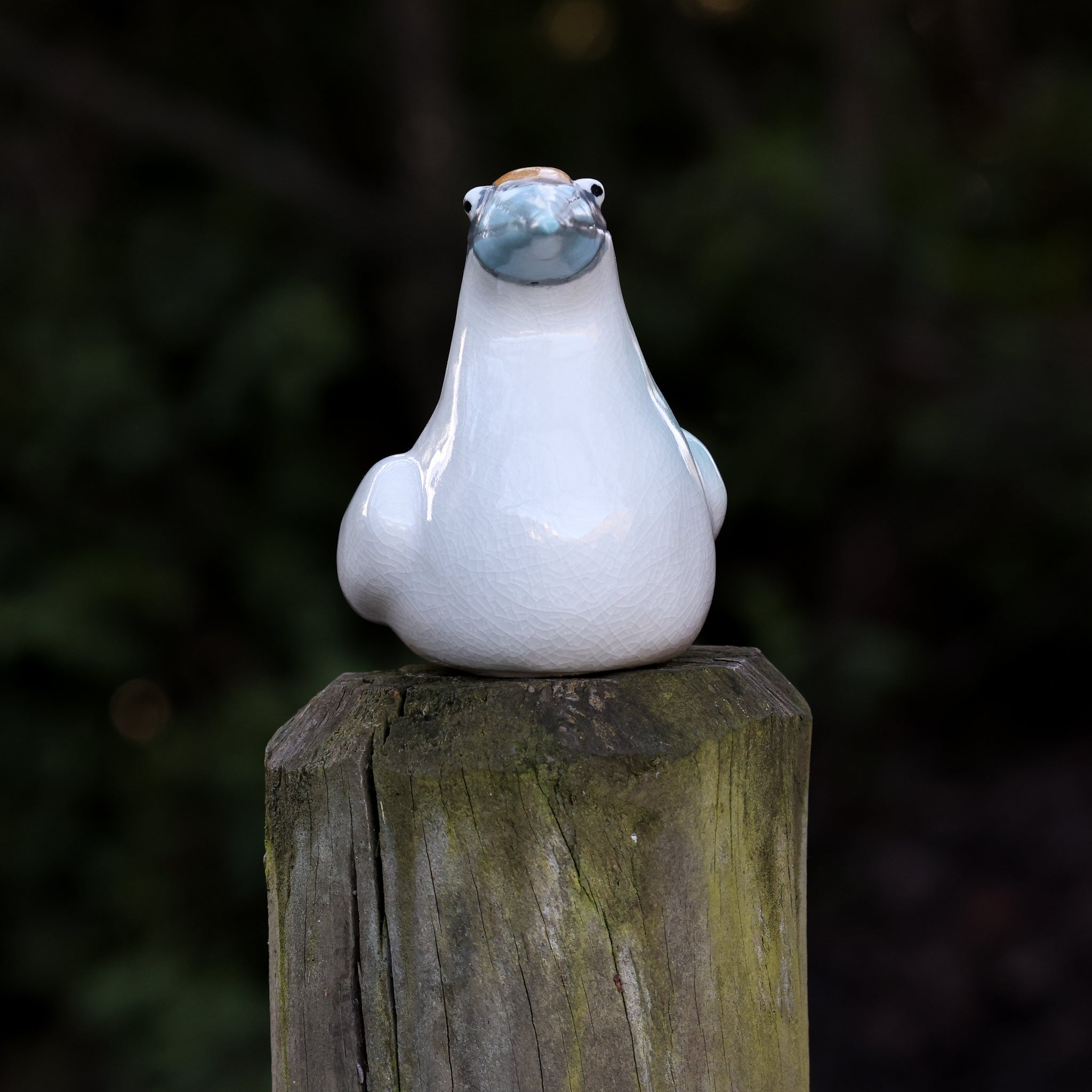 Tākapu | Australasian Gannet