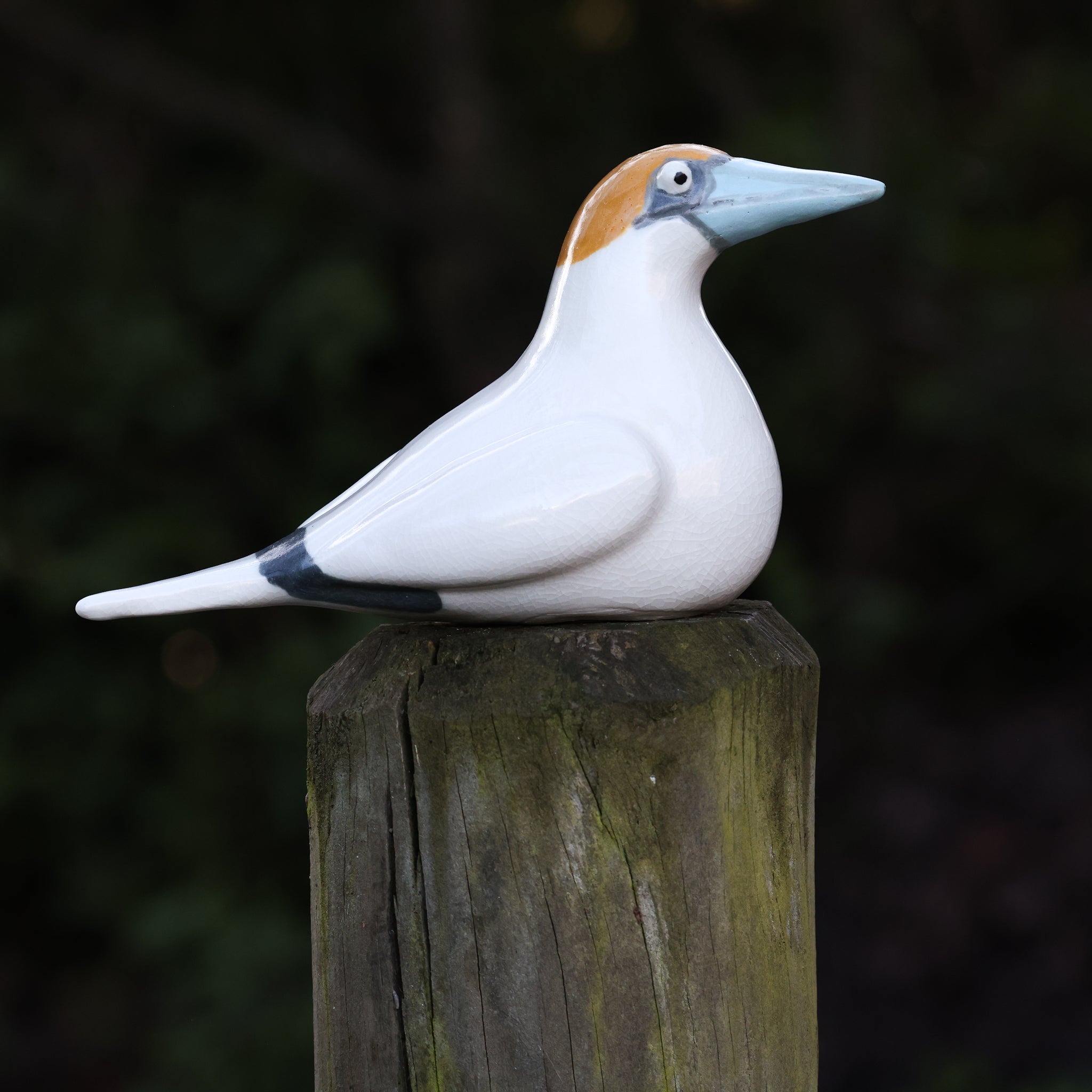 Tākapu | Australasian Gannet