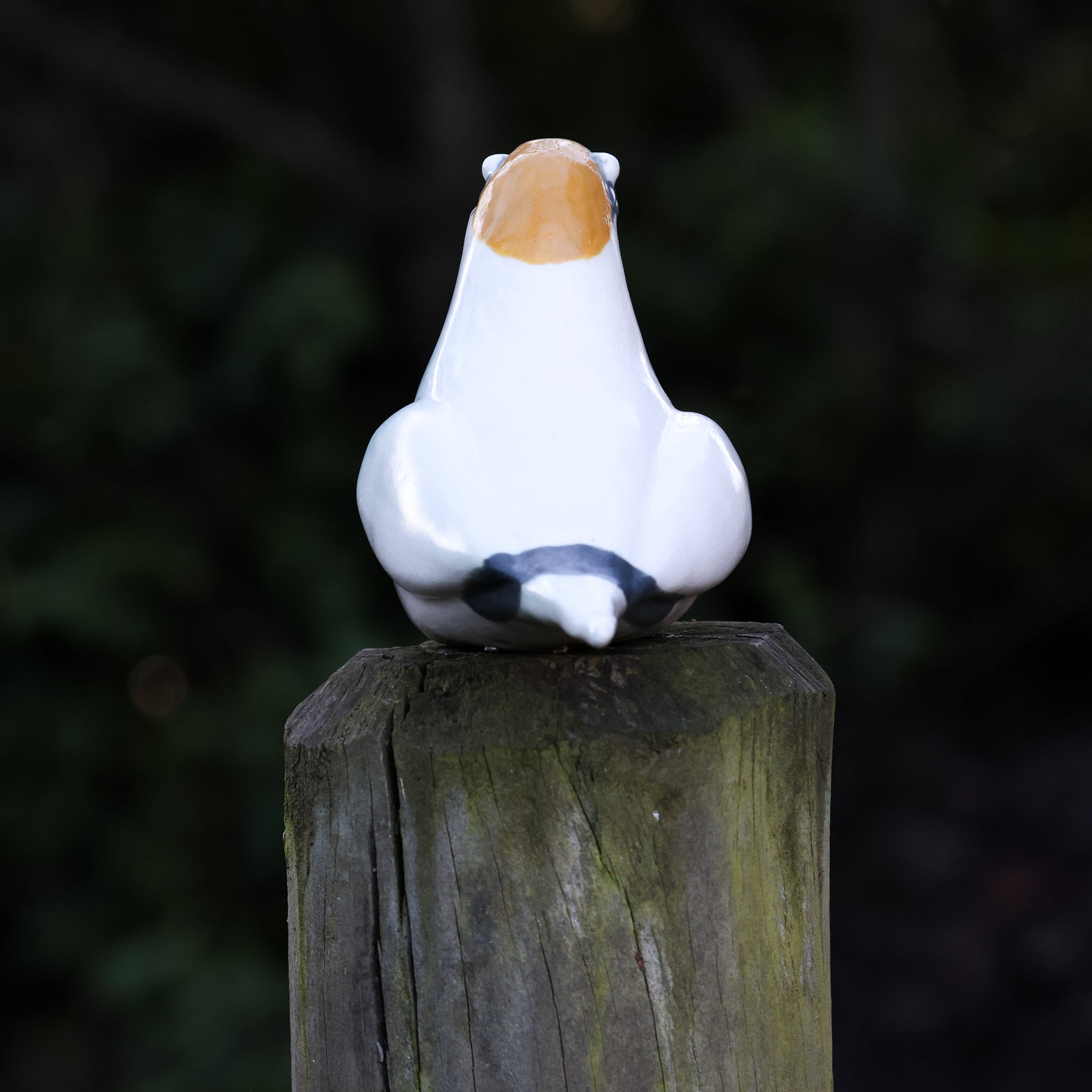 Tākapu | Australasian Gannet