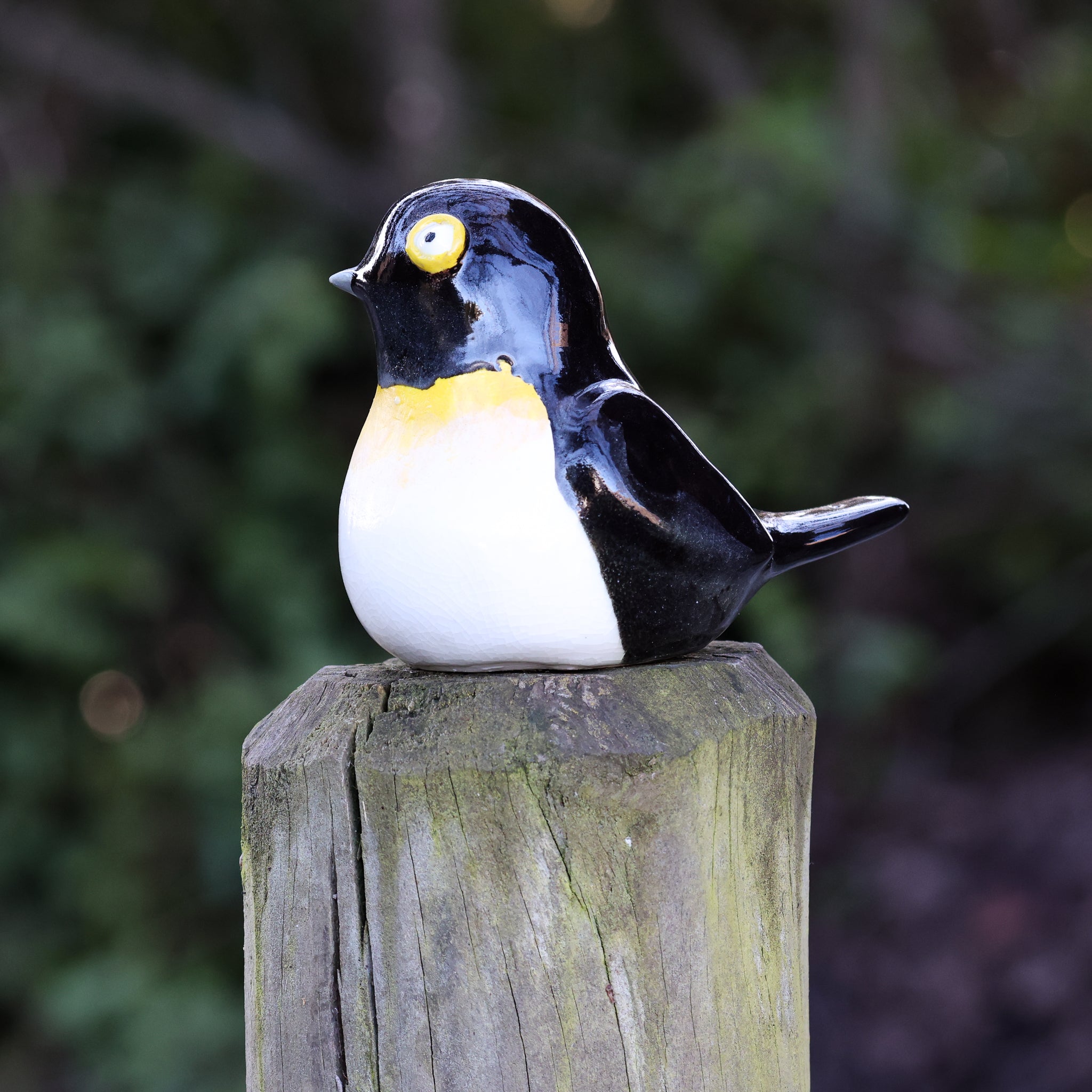 Miromiro | Tomtit