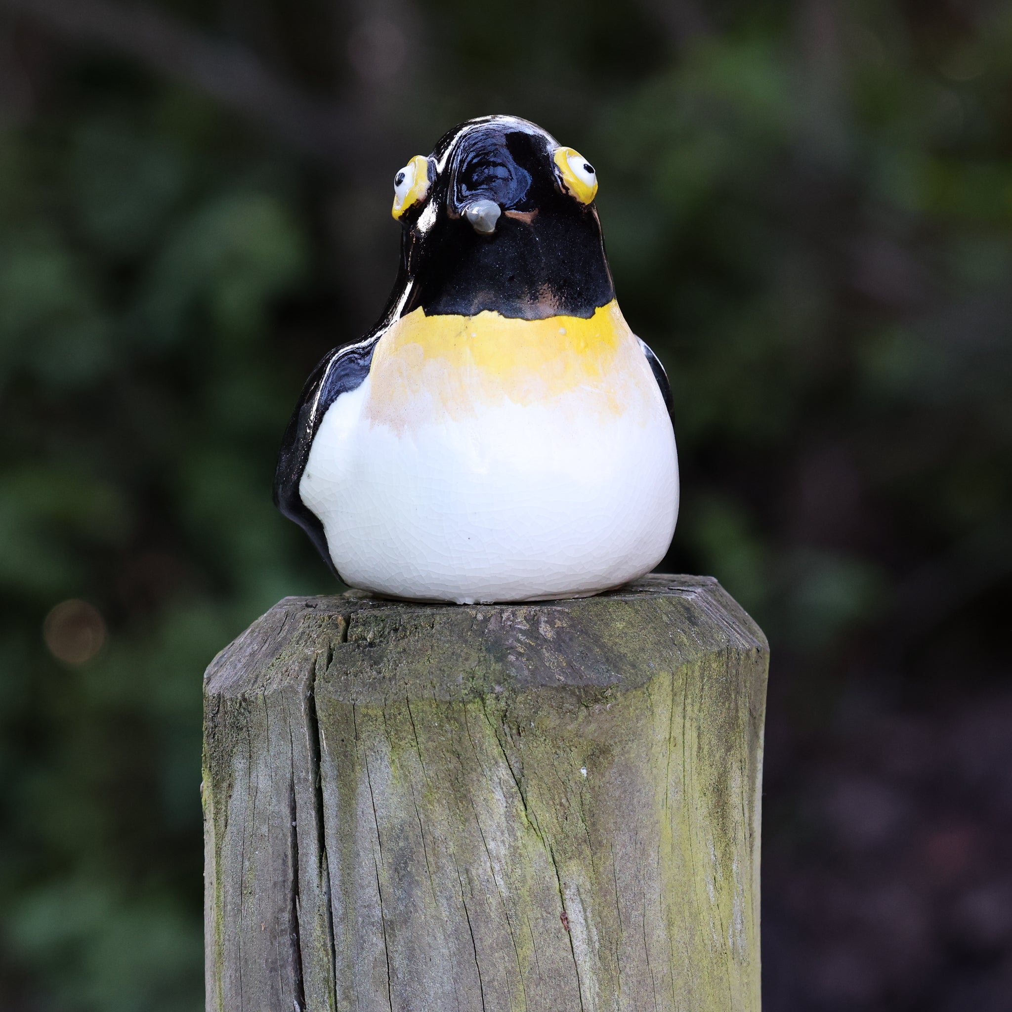 Miromiro | Tomtit