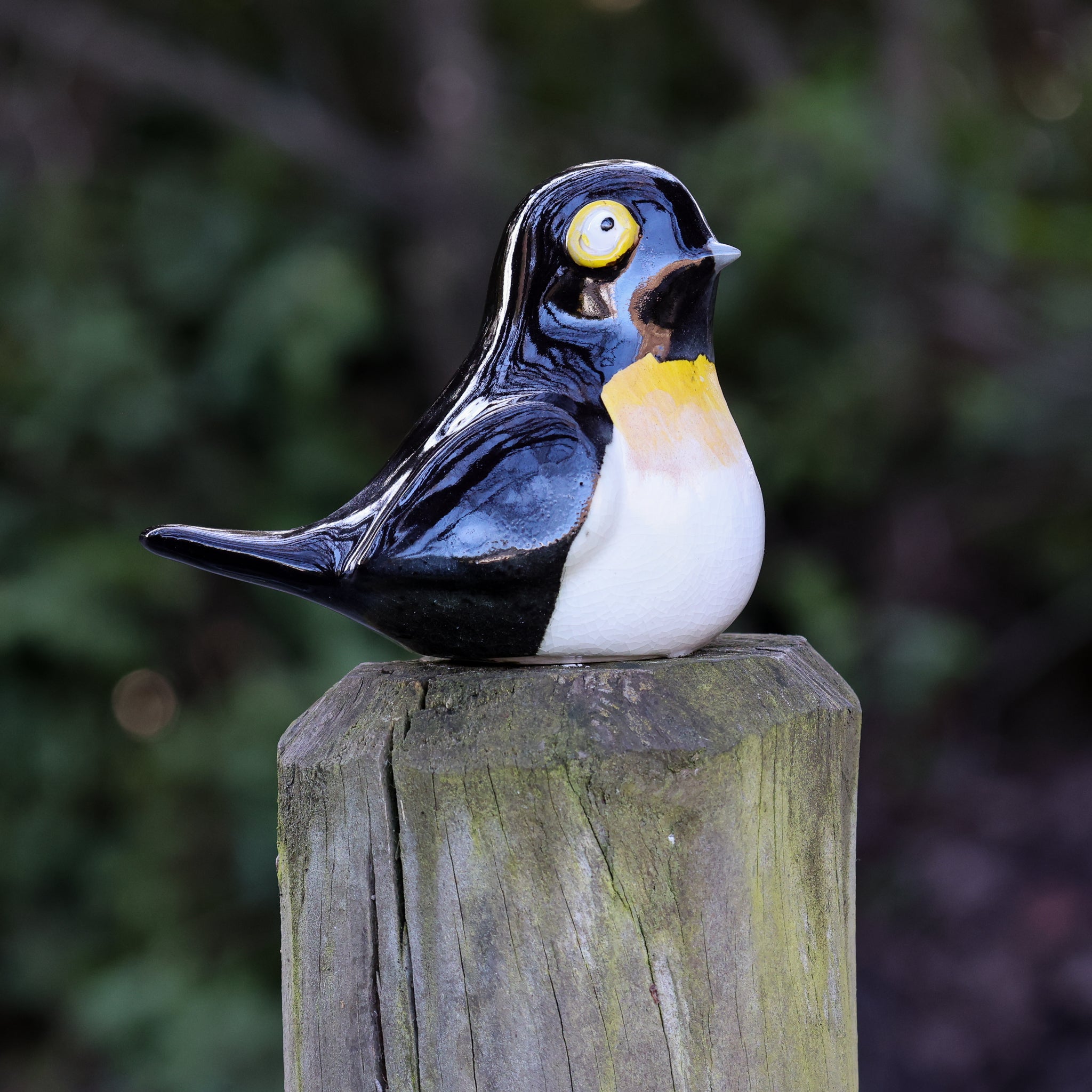 Miromiro | Tomtit