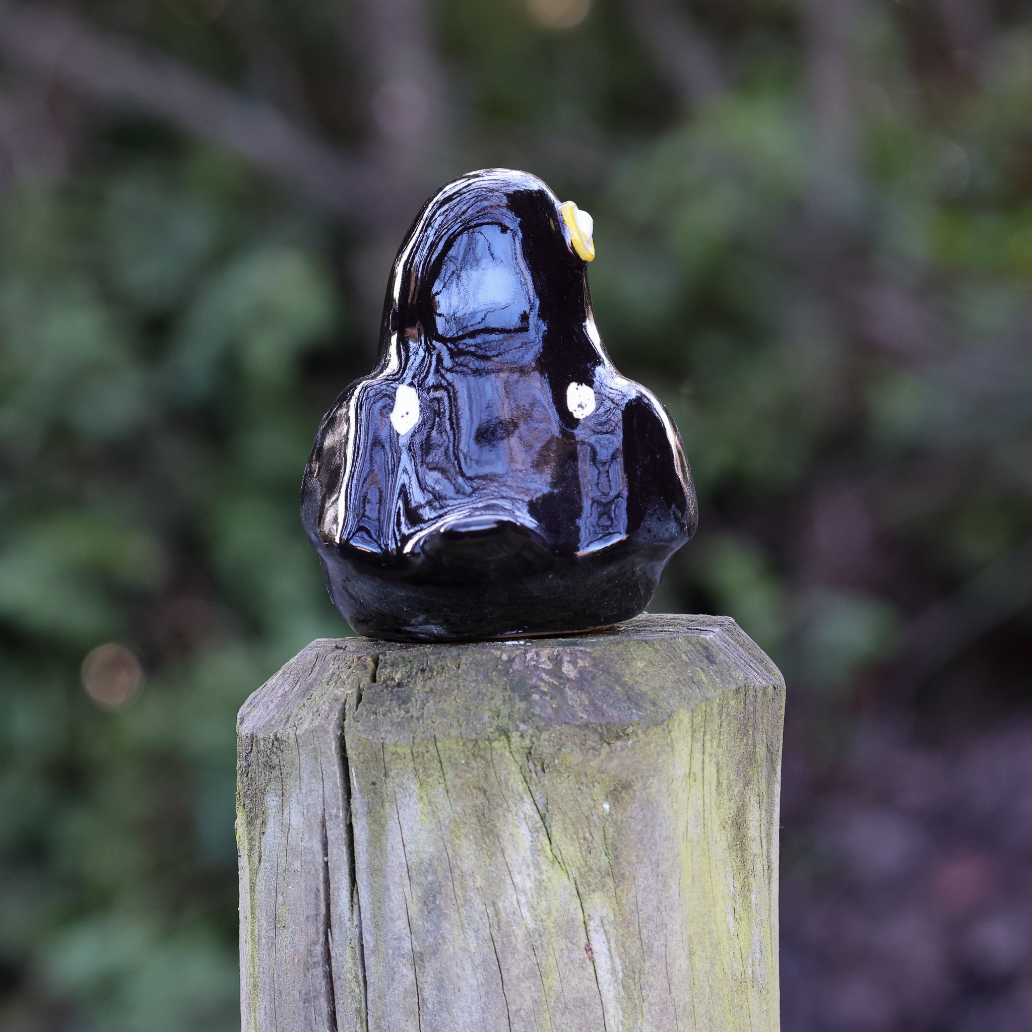 Miromiro | Tomtit