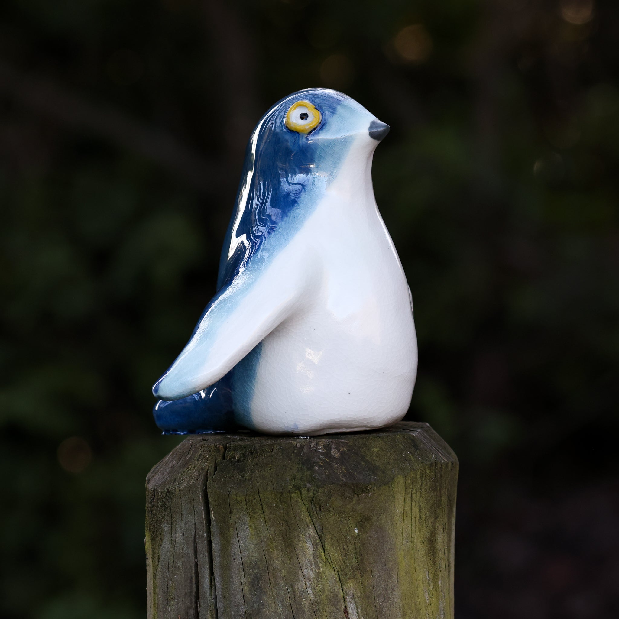 Kororā | Little Blue Penguin