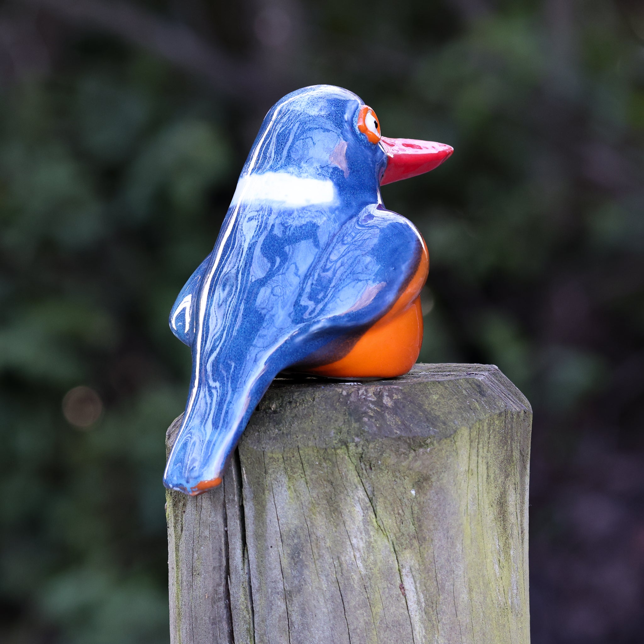 Malachite Kingfisher