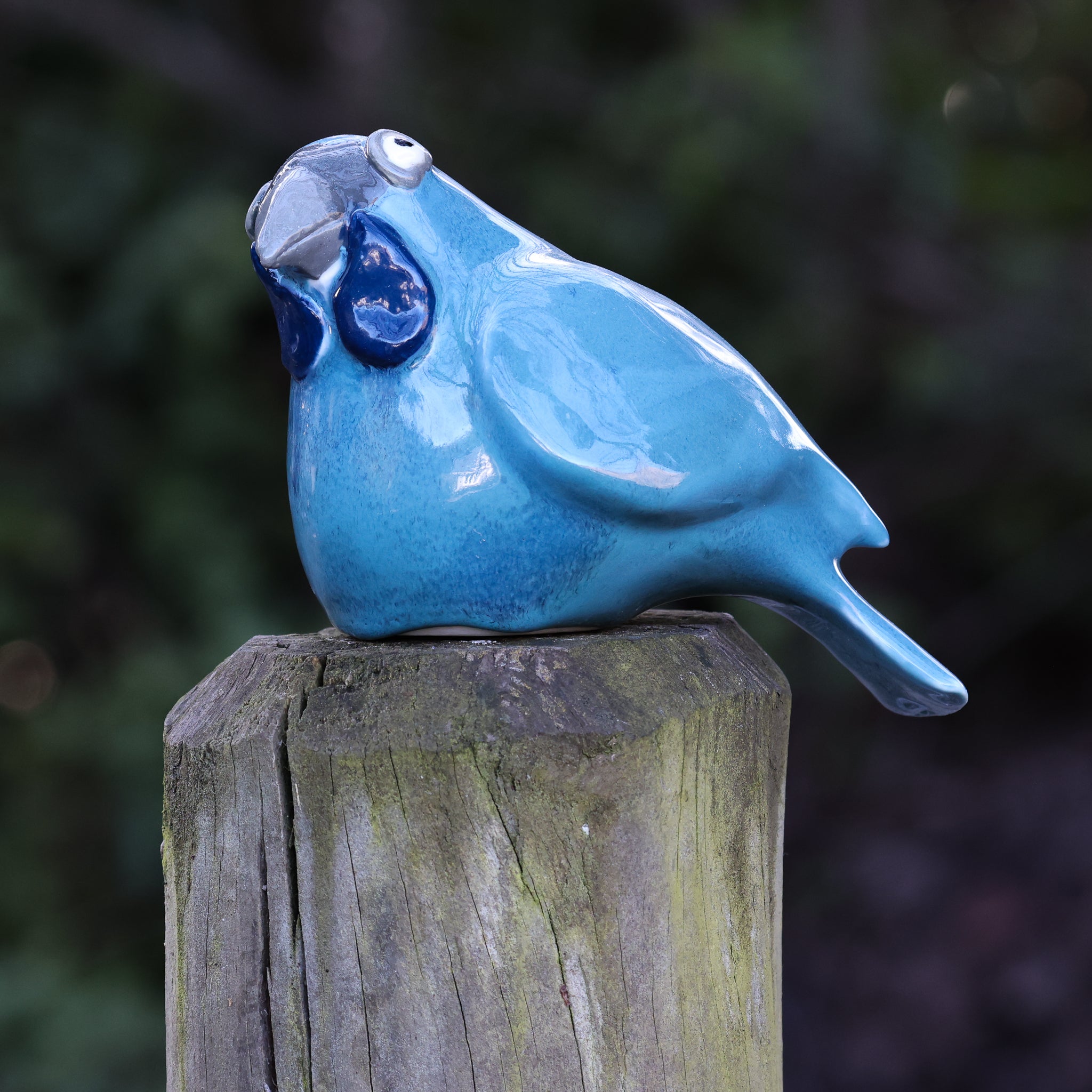 Kokako