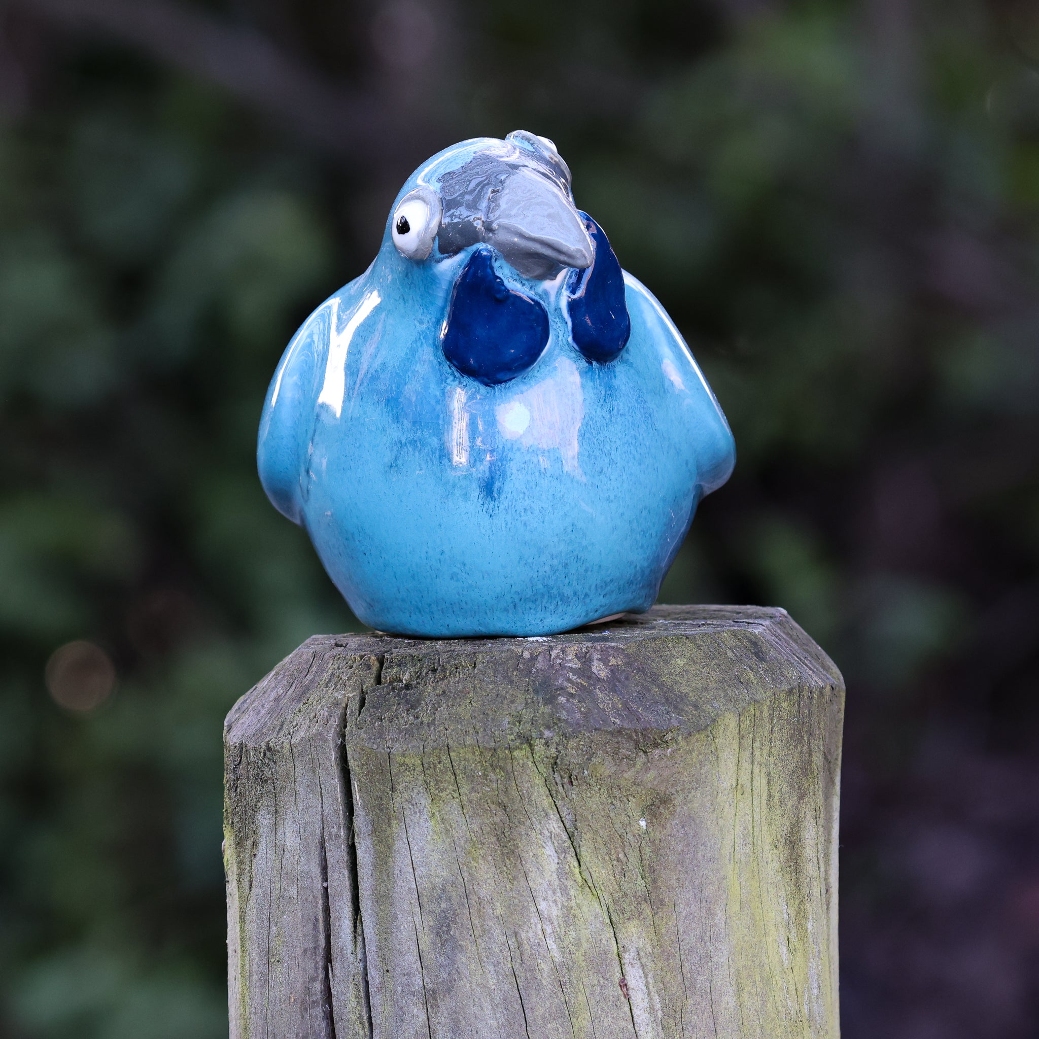 Kokako