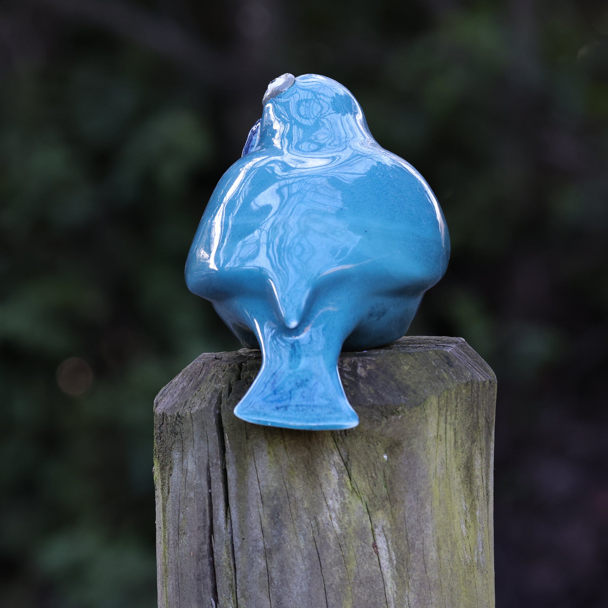 Kokako