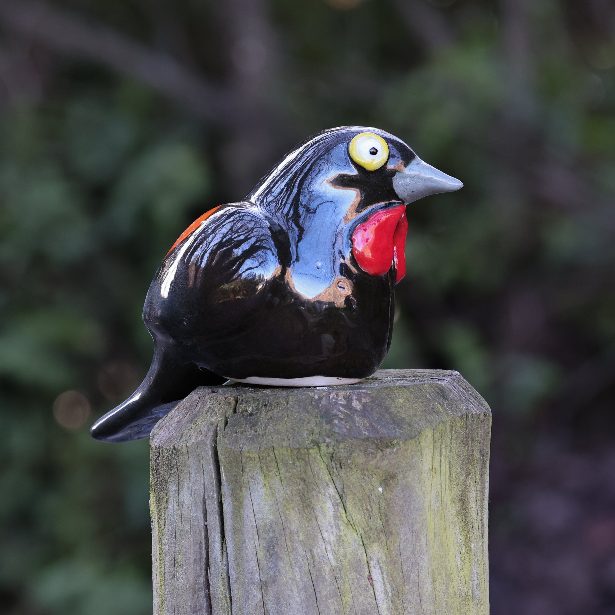 Tieke | Saddleback