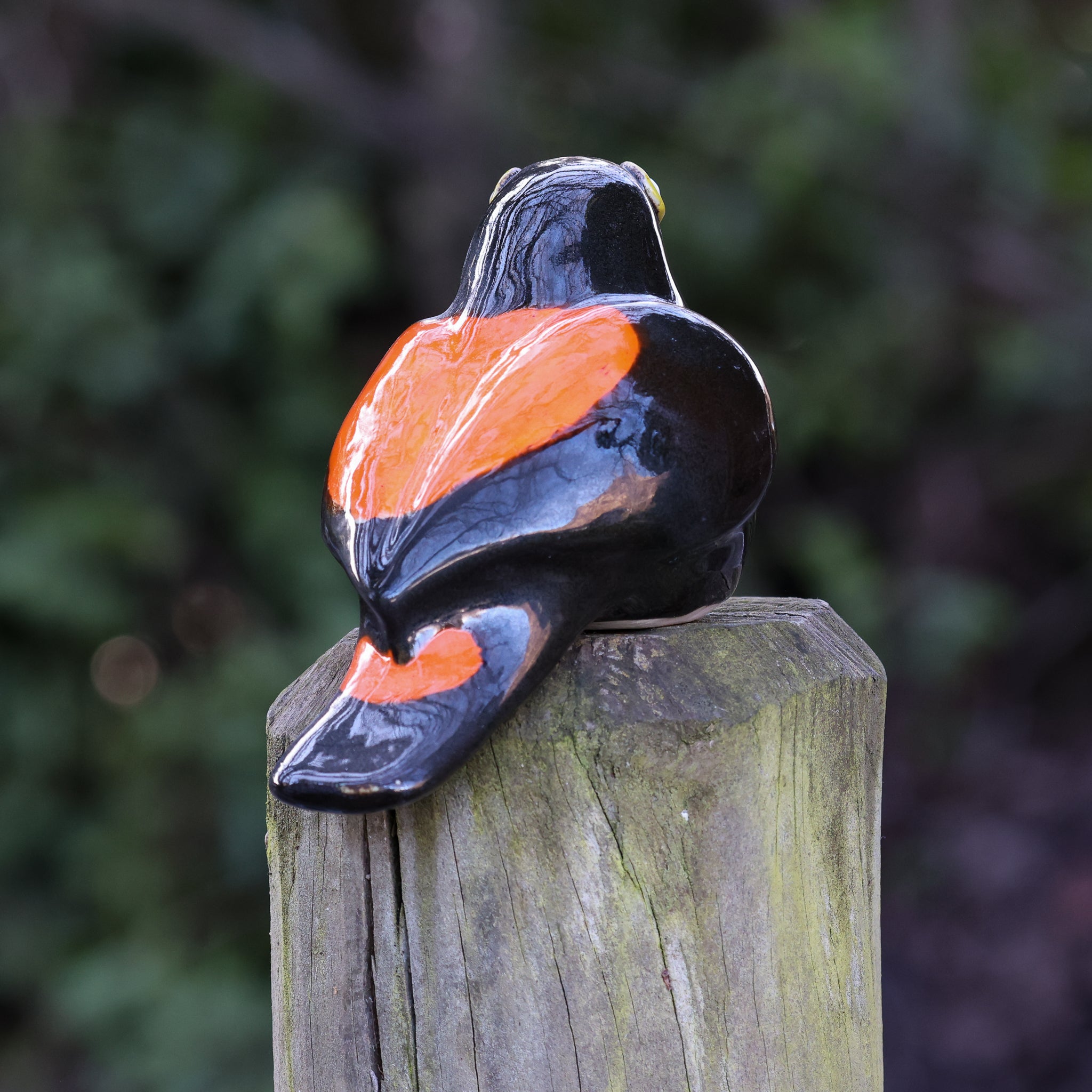 Tieke | Saddleback