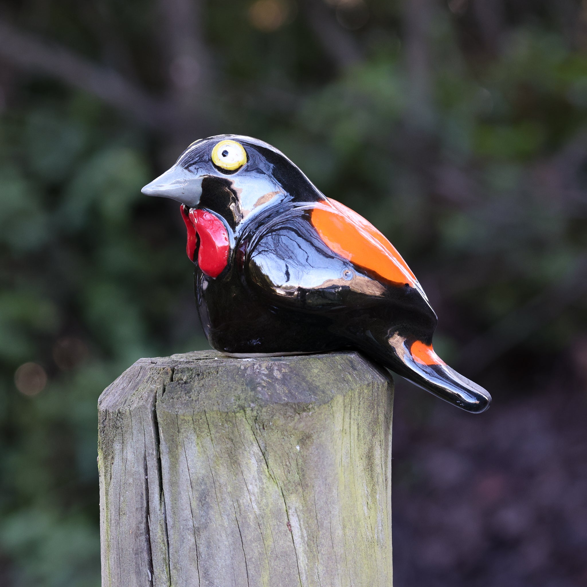 Tieke | Saddleback