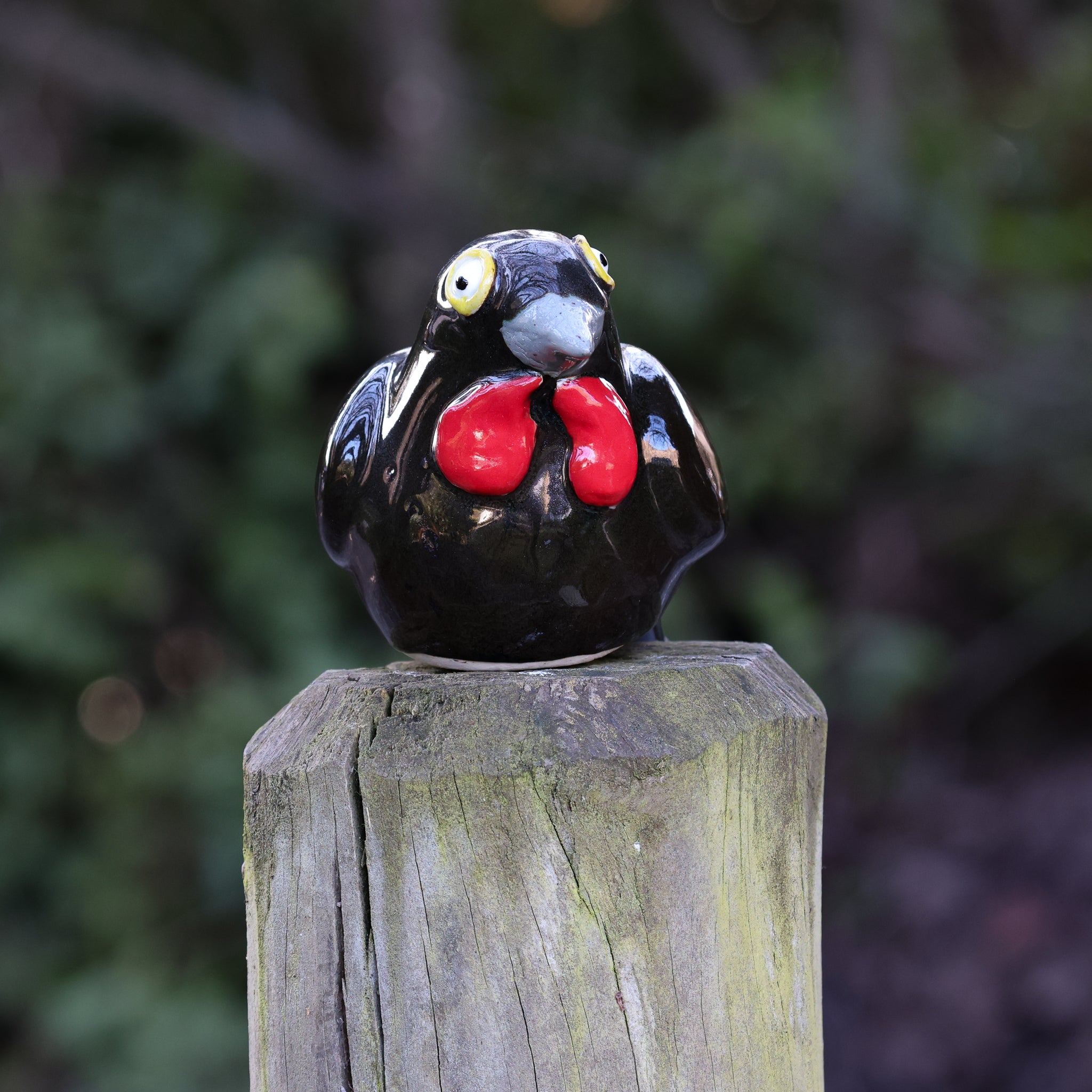 Tieke | Saddleback