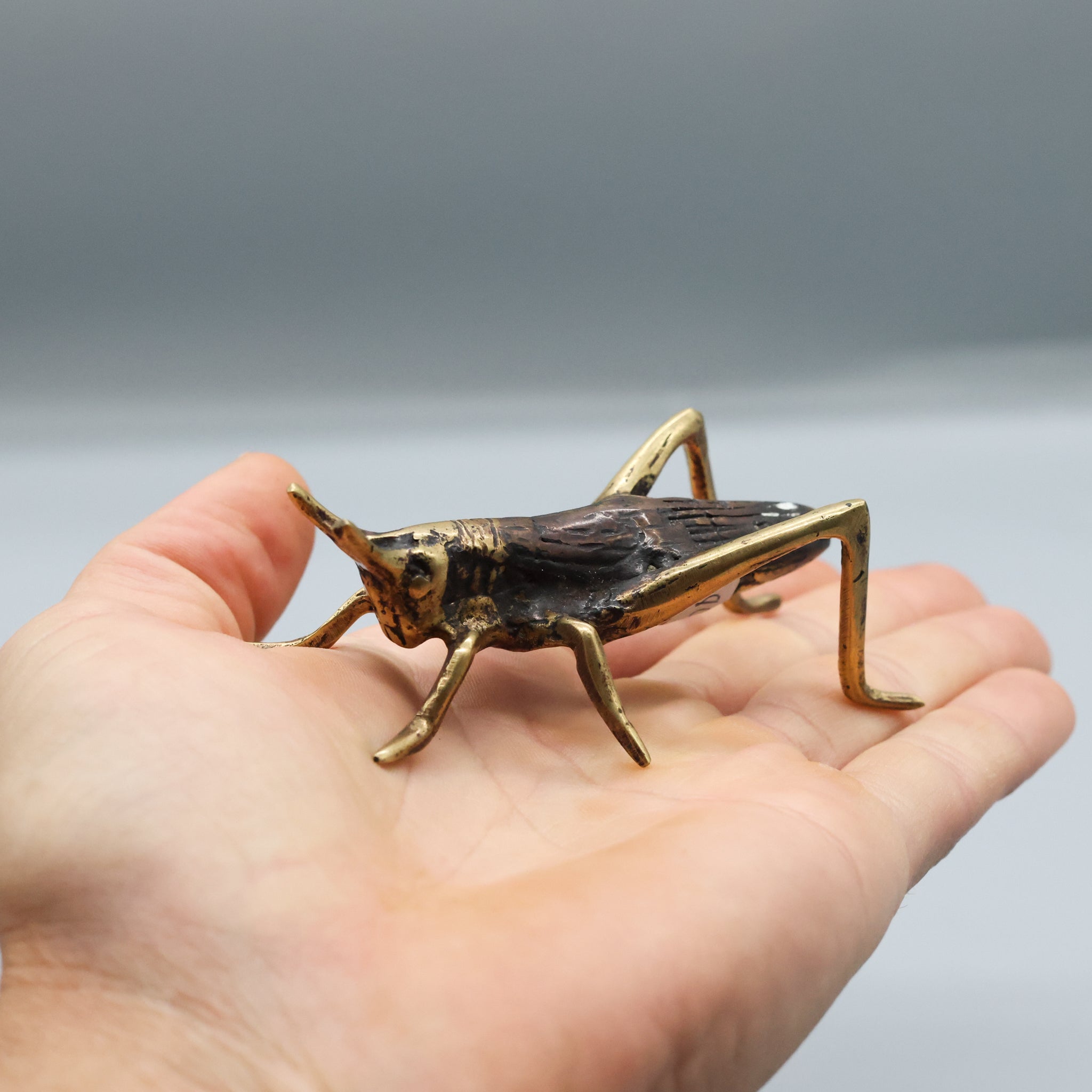 Bronze Cricket