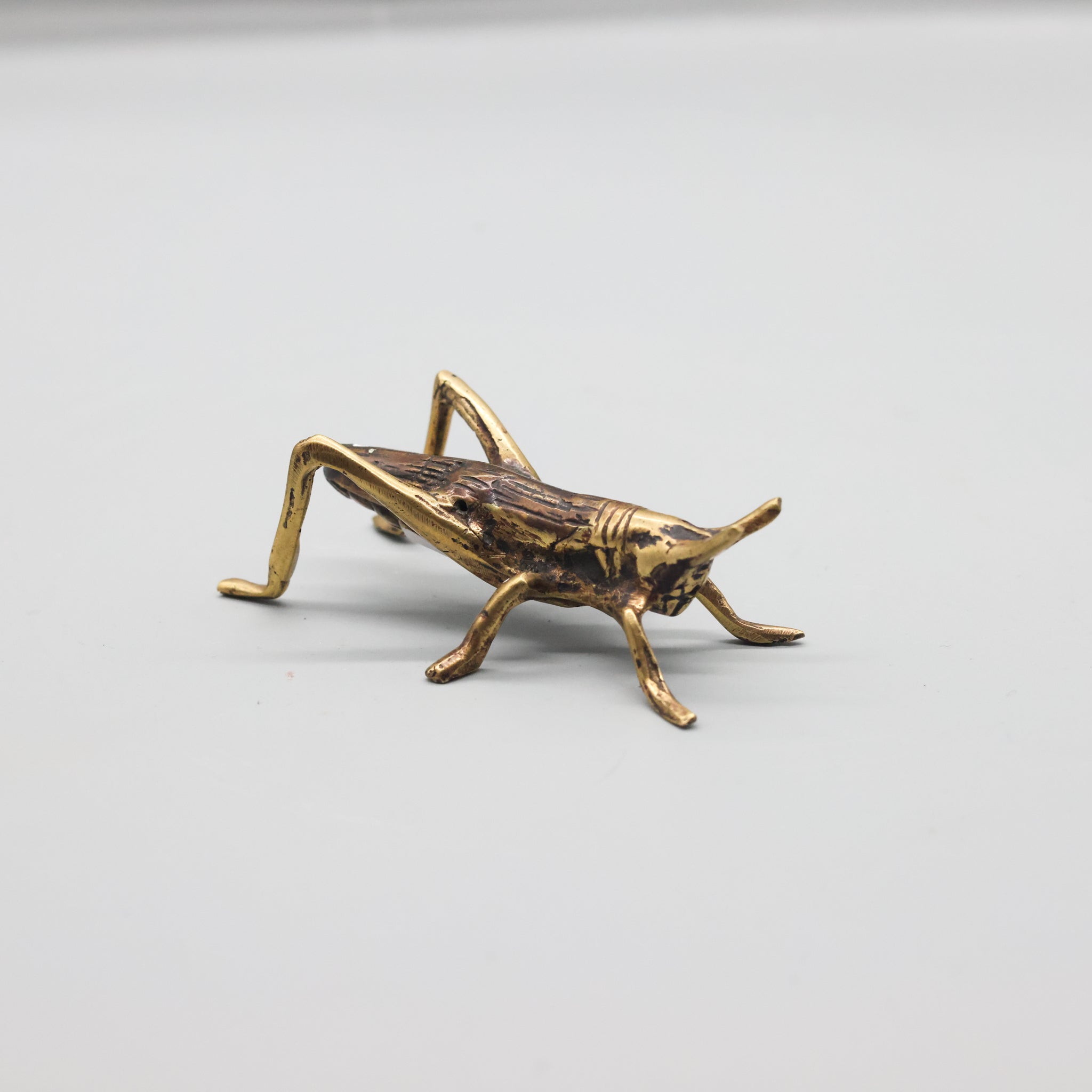 Bronze Cricket