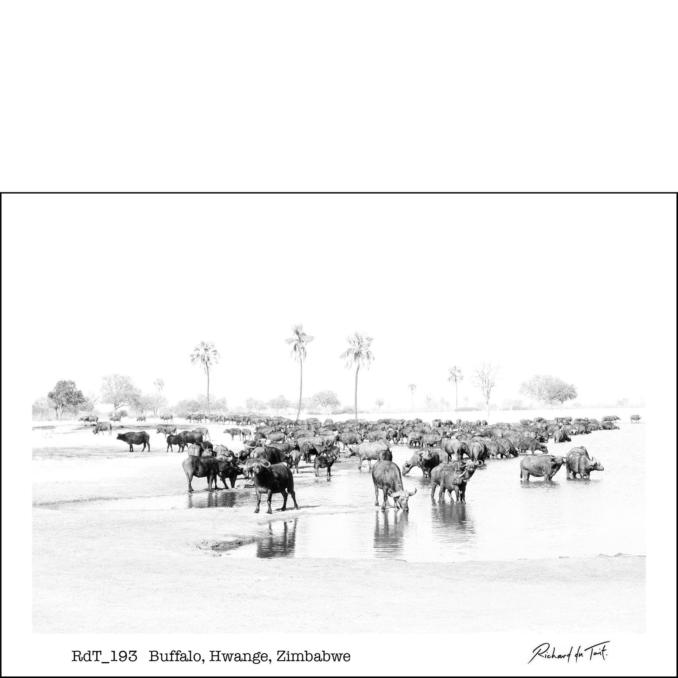 Buffalo, Hwange, Zimbabwe