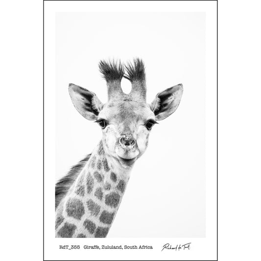 Giraffe, Zululand, South Africa