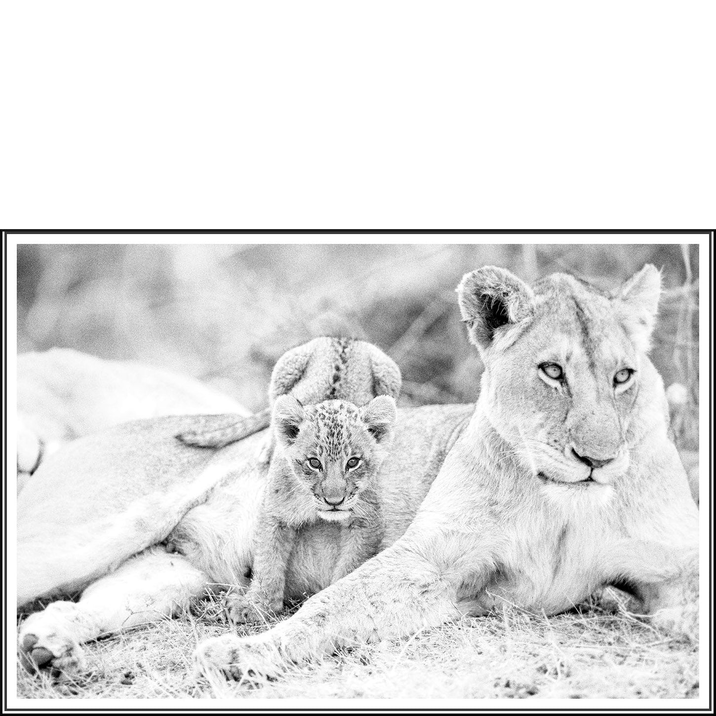 Lioness and Cub