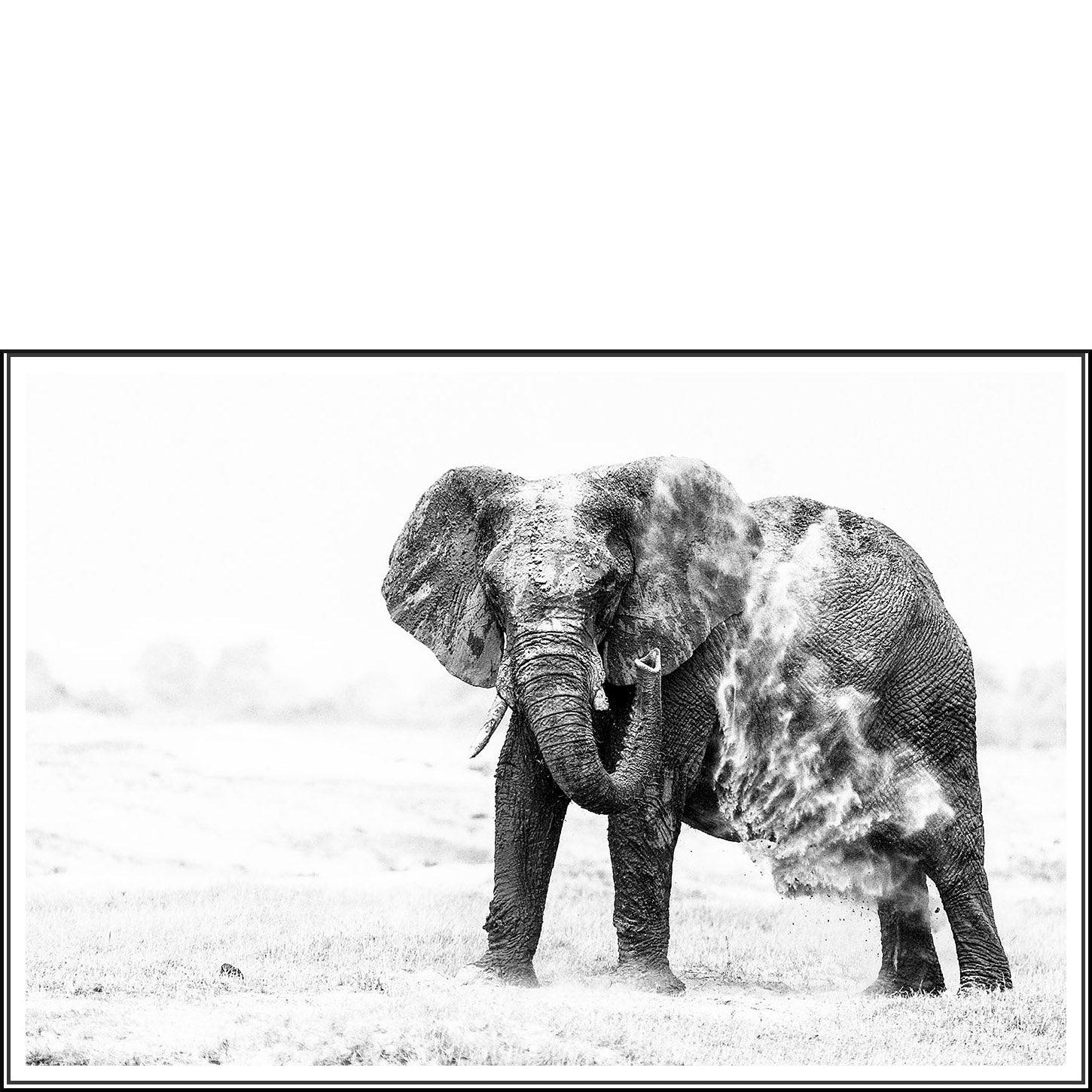 Elephant Dust Bathing