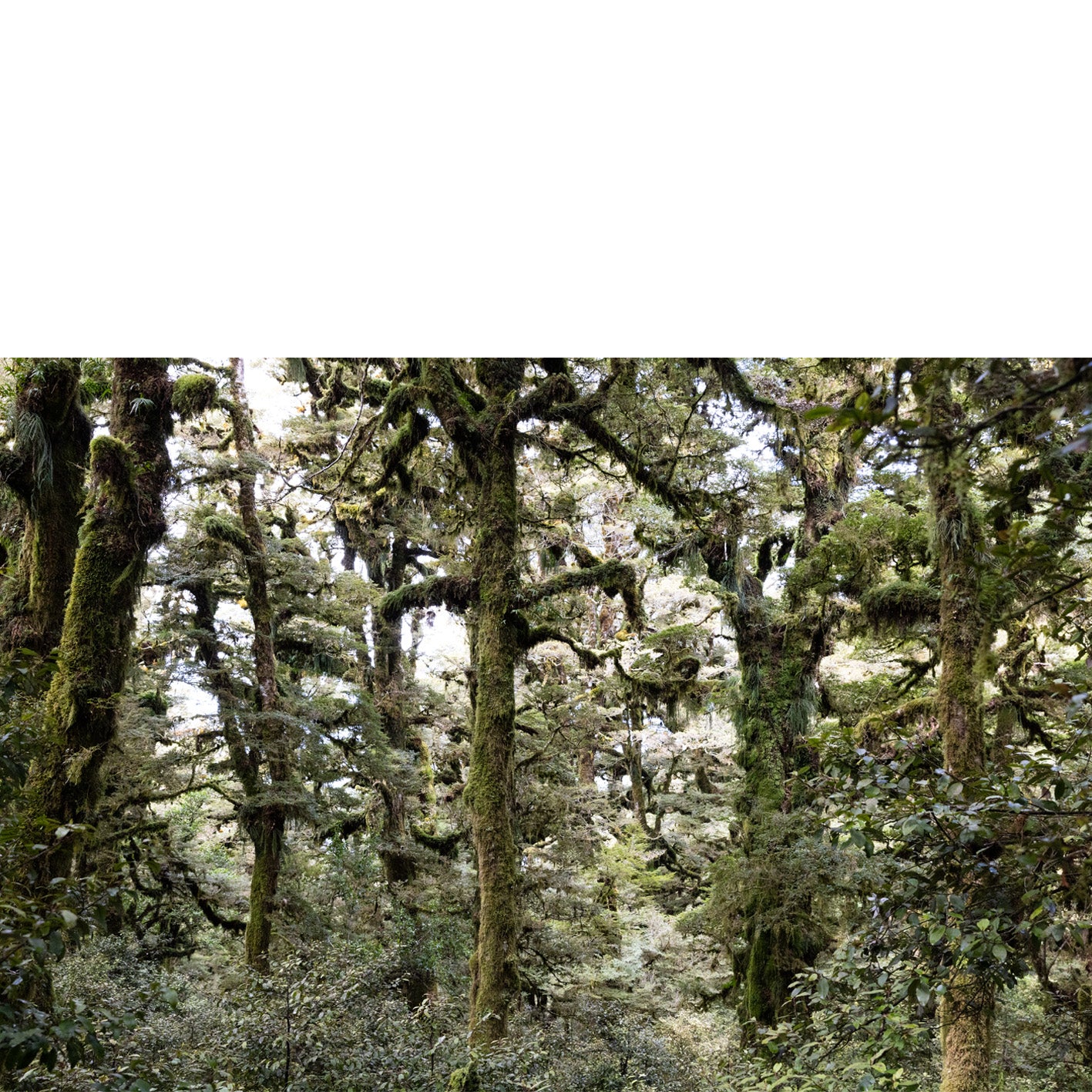 Waikaremoana Forest