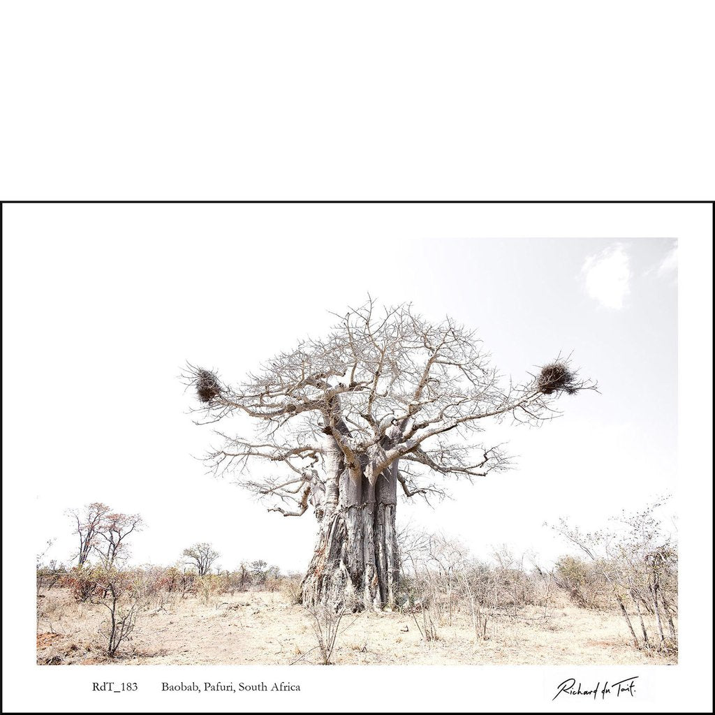 Baobab Tree